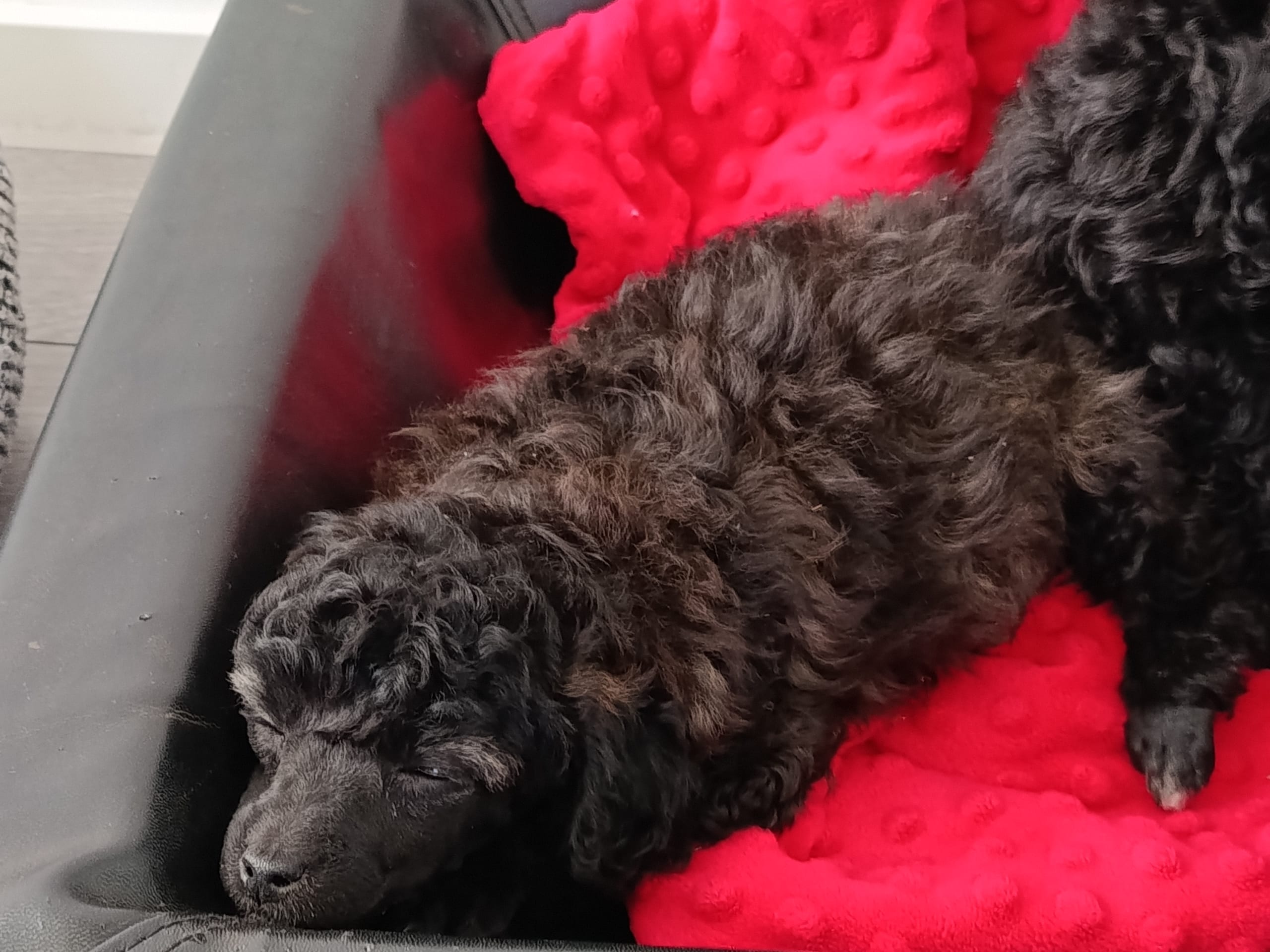 Miniature Poodle · 2026-02-14 · Hjortkvarn · Hjortkvarns Cavapoo