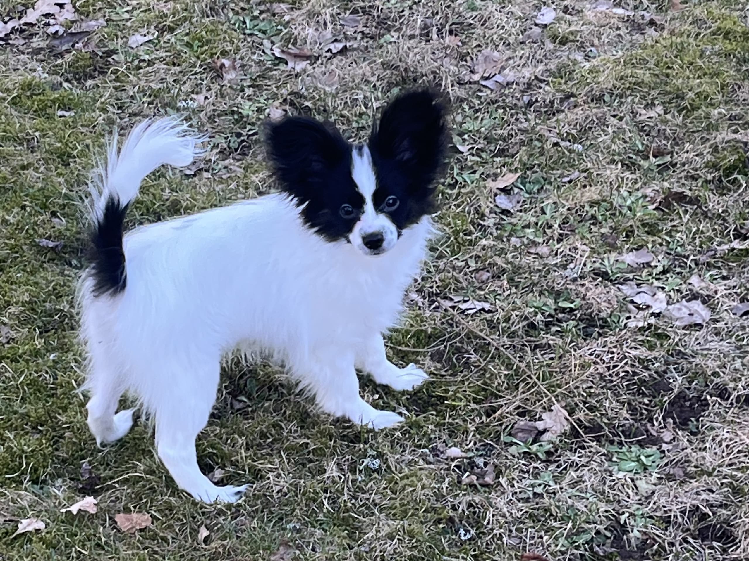 Papillon · 2025-10-29 · Timmele · Star Limits