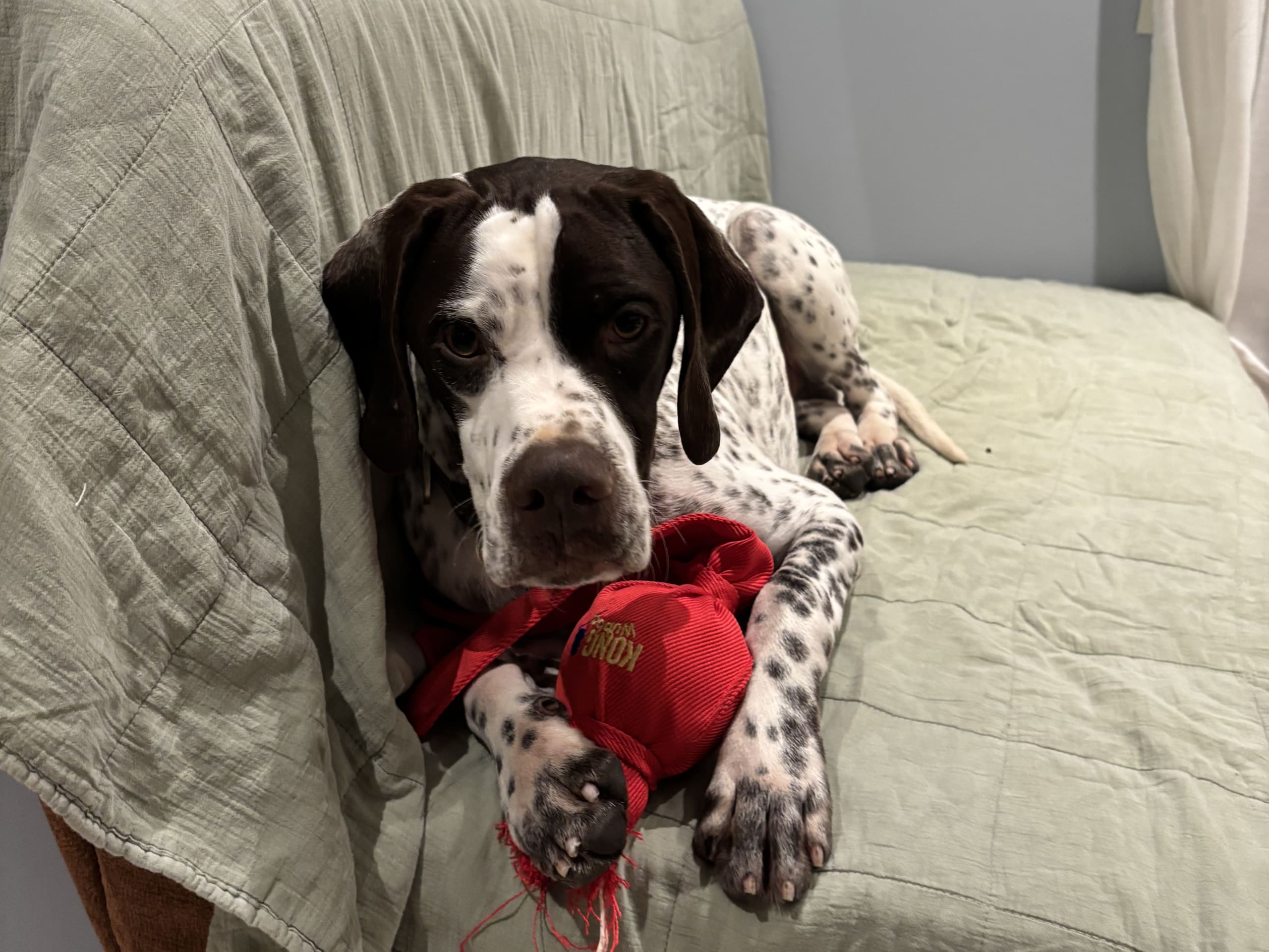 Pointer