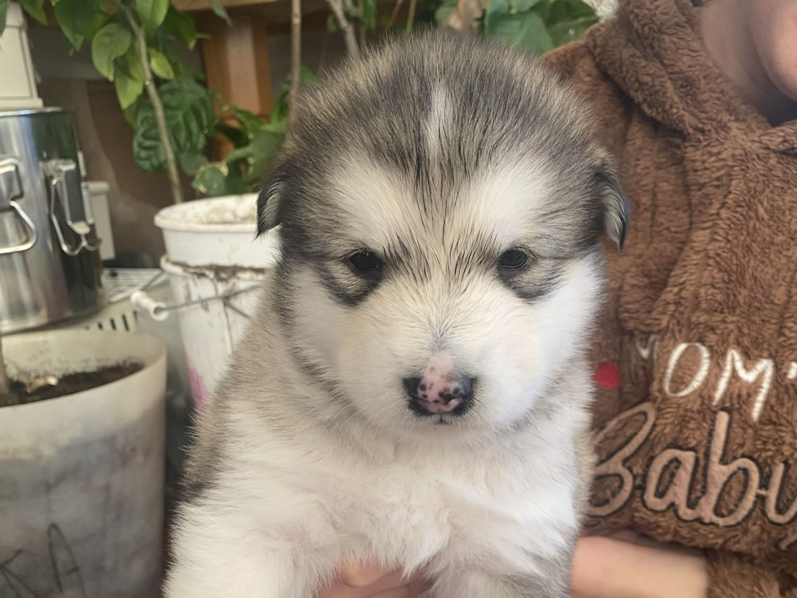 Alaskan Malamute · Ankarsvik · Nabaa H.