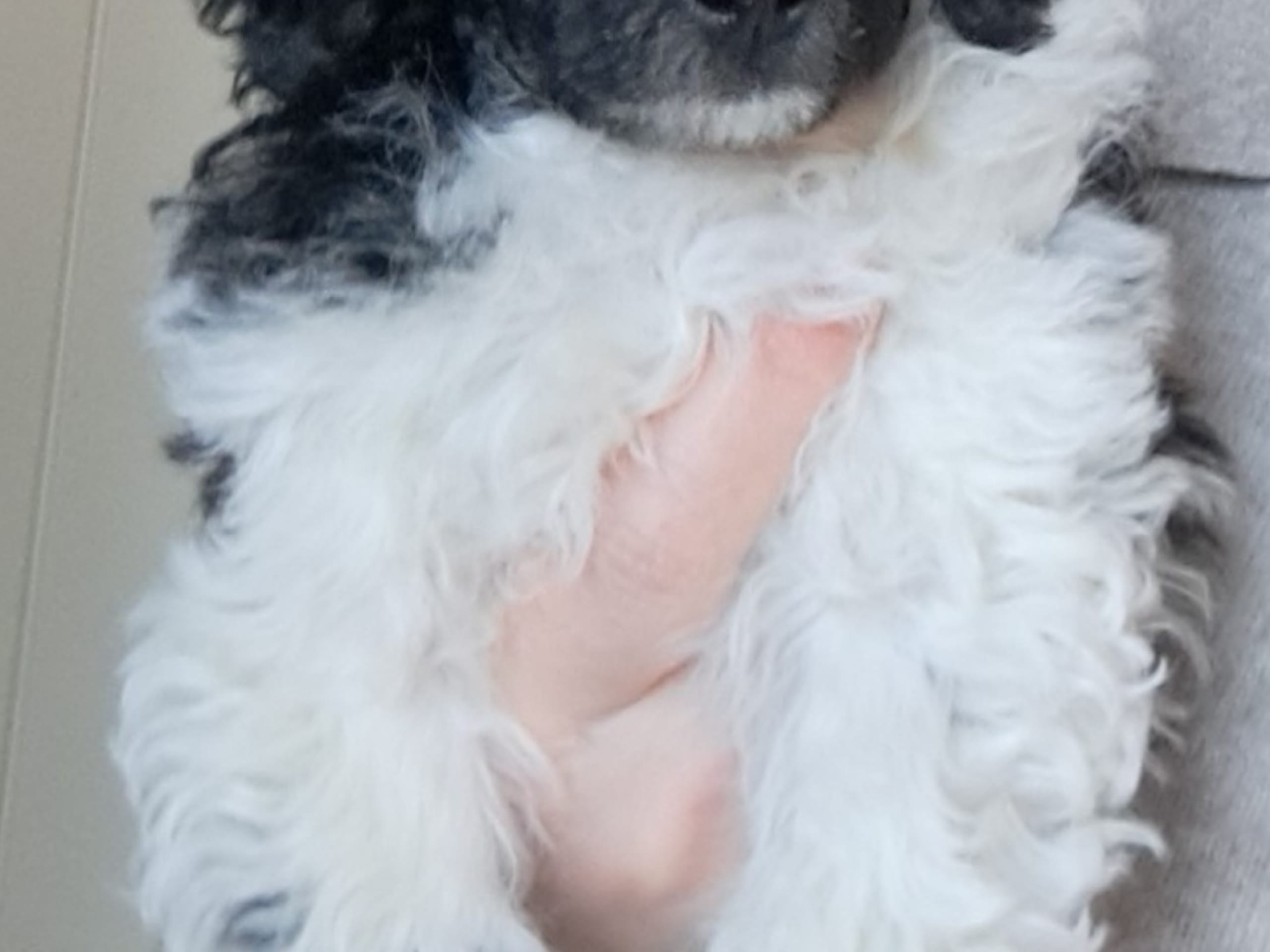 Mellan/dvärg pudel · 2025-12-26 · Kumla · Sweet Glinders