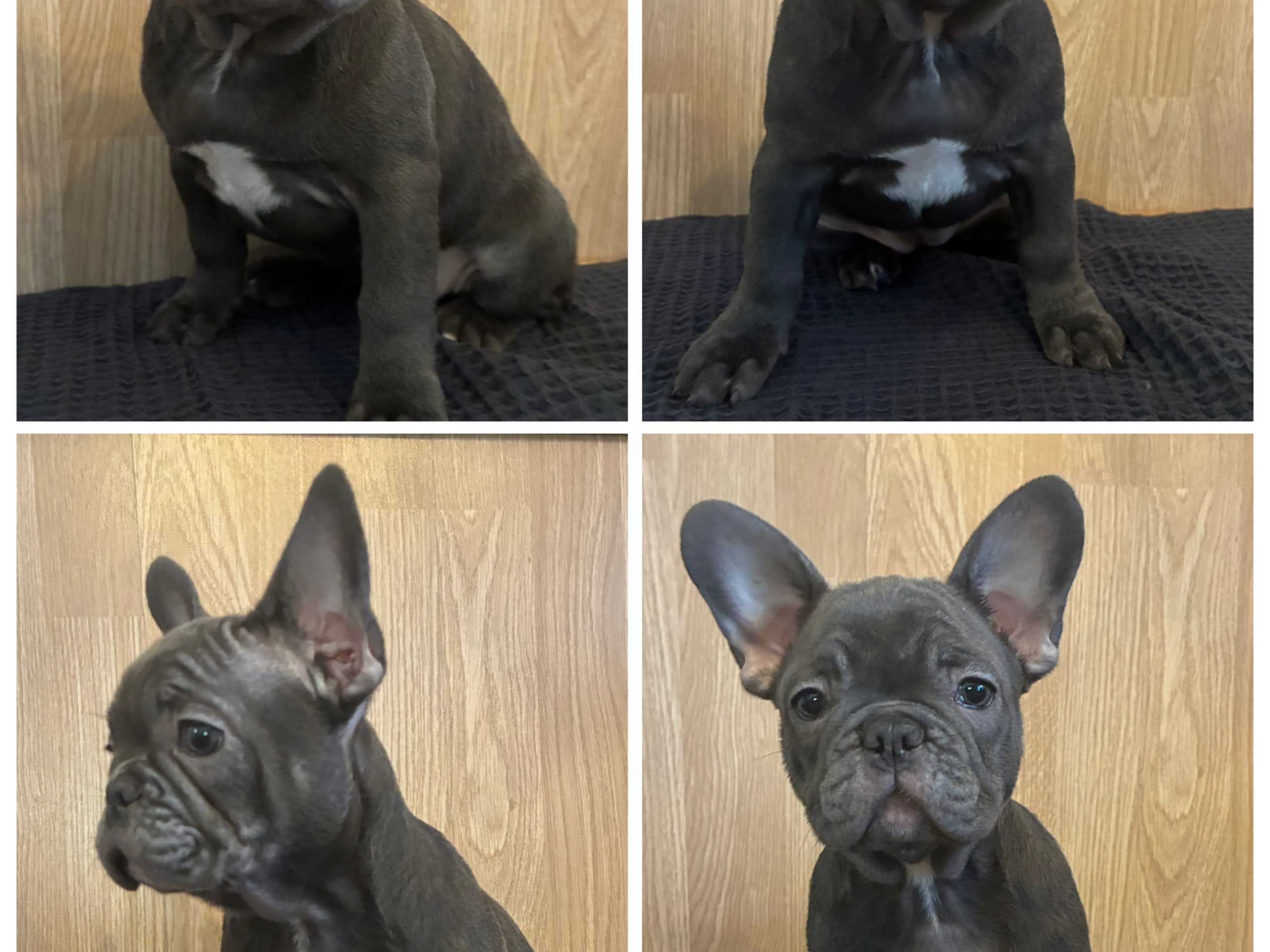 Fransk bulldogg · Gävle · Eva K.