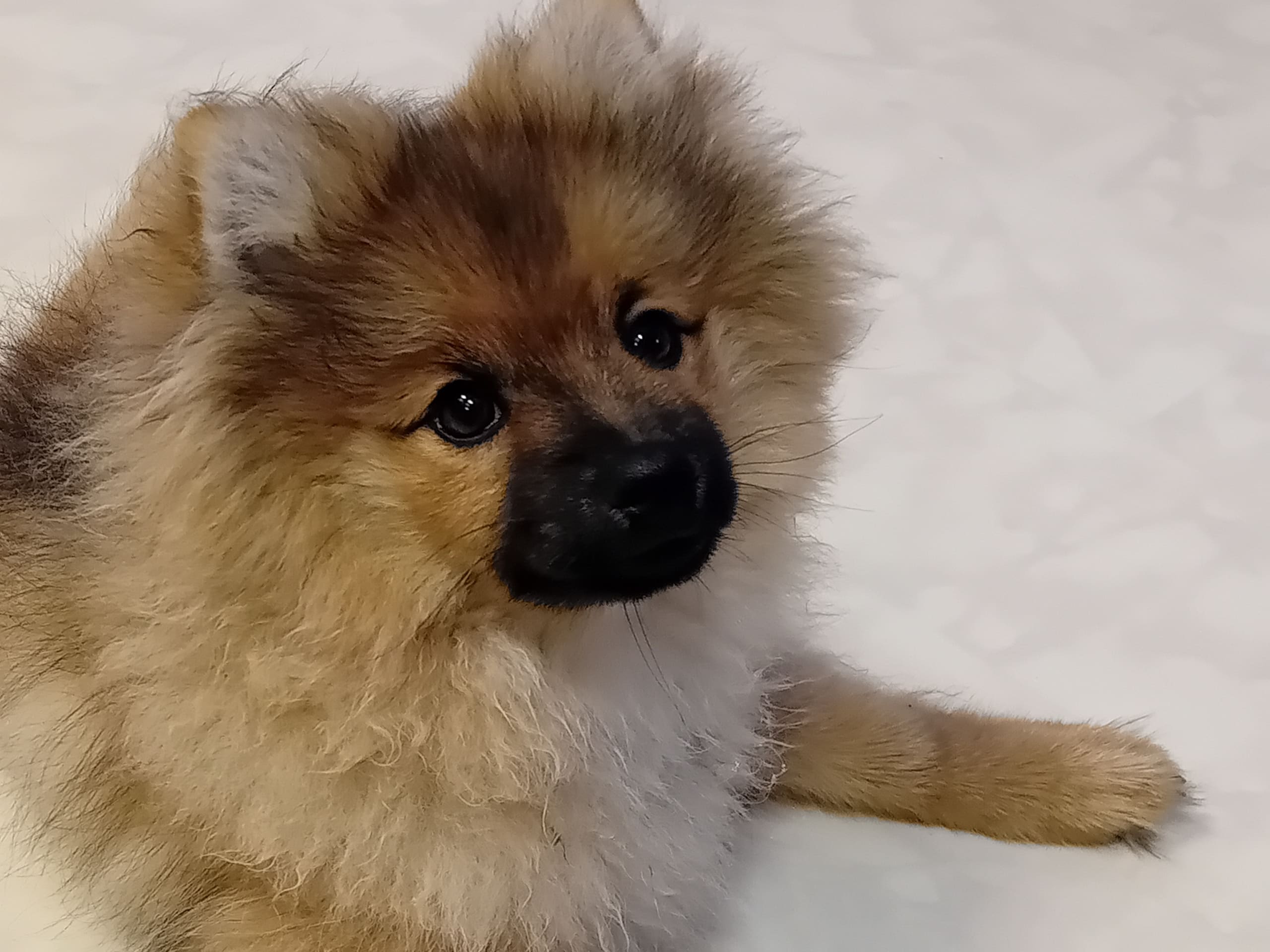 Tysk spets – mittelspitz