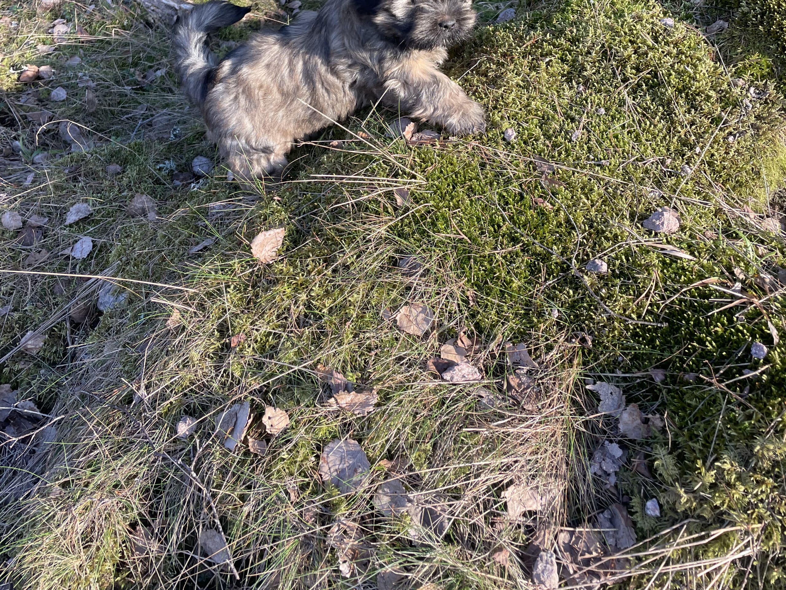 Lhasa apso · 2025-12-28 · Tibro · Malin P.