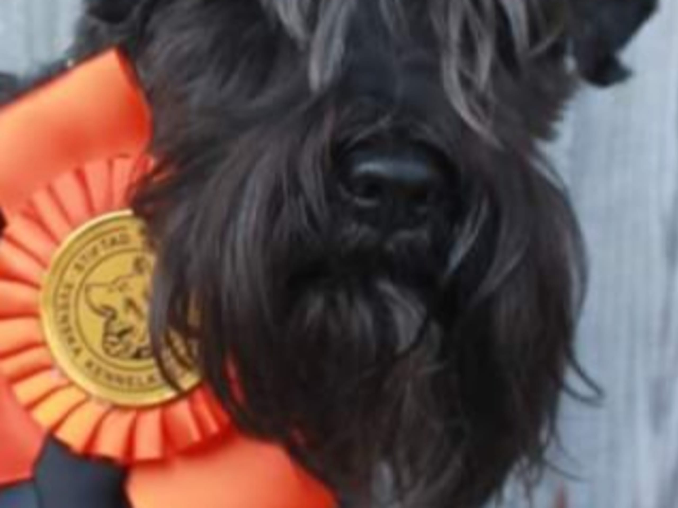 Miniature Schnauzer