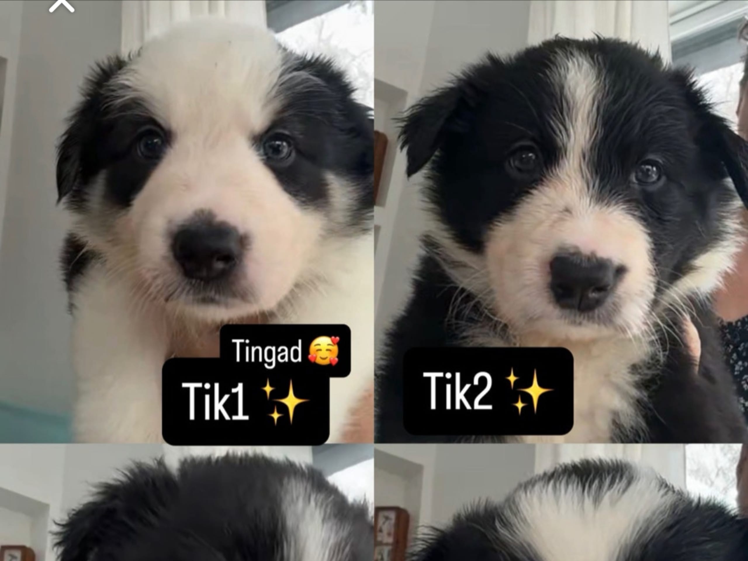 Border Collie · 2025-11-29 · åstorp · Dzenita R.