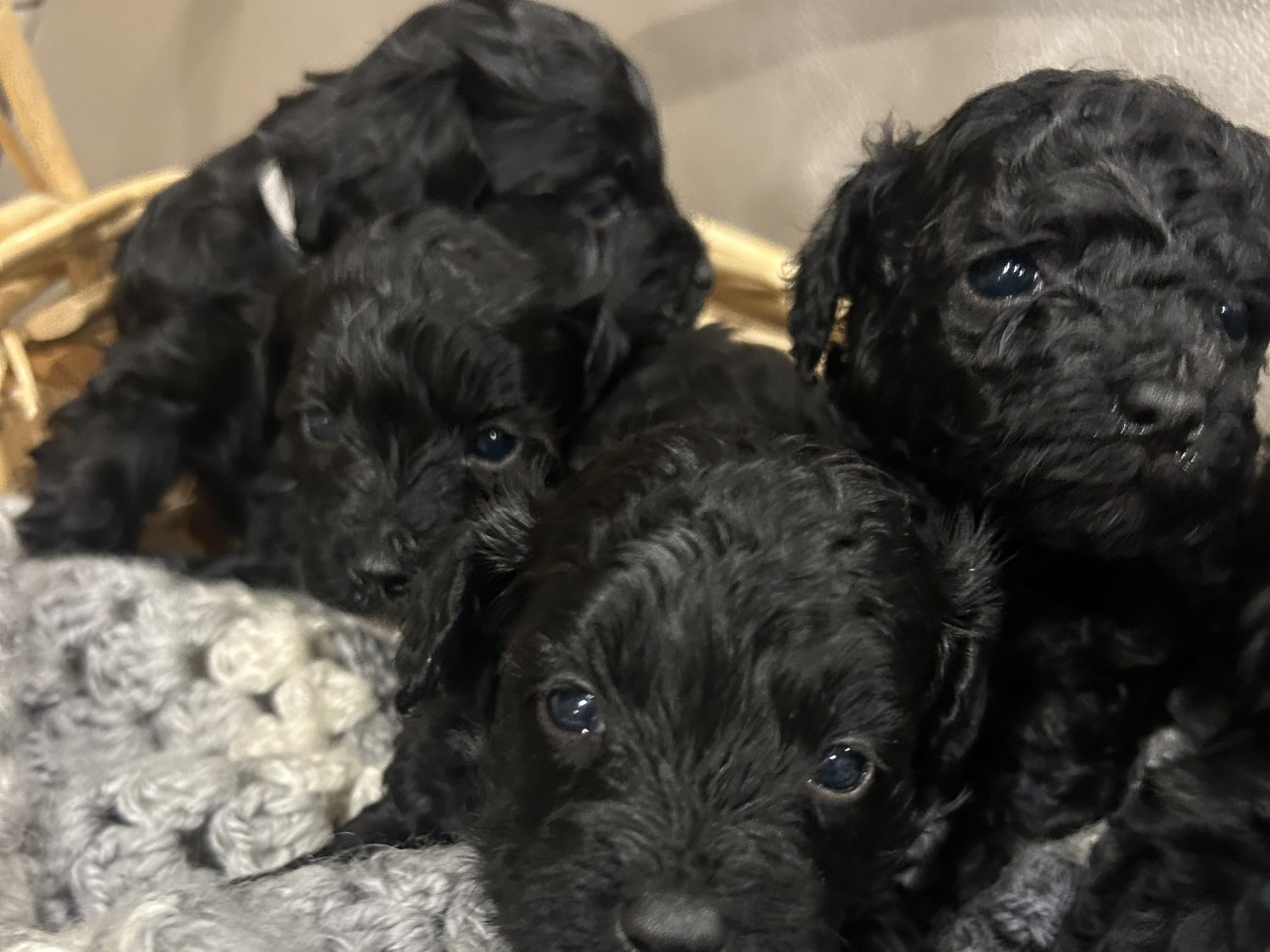 Maltipoo · Finspång · Daniel A.