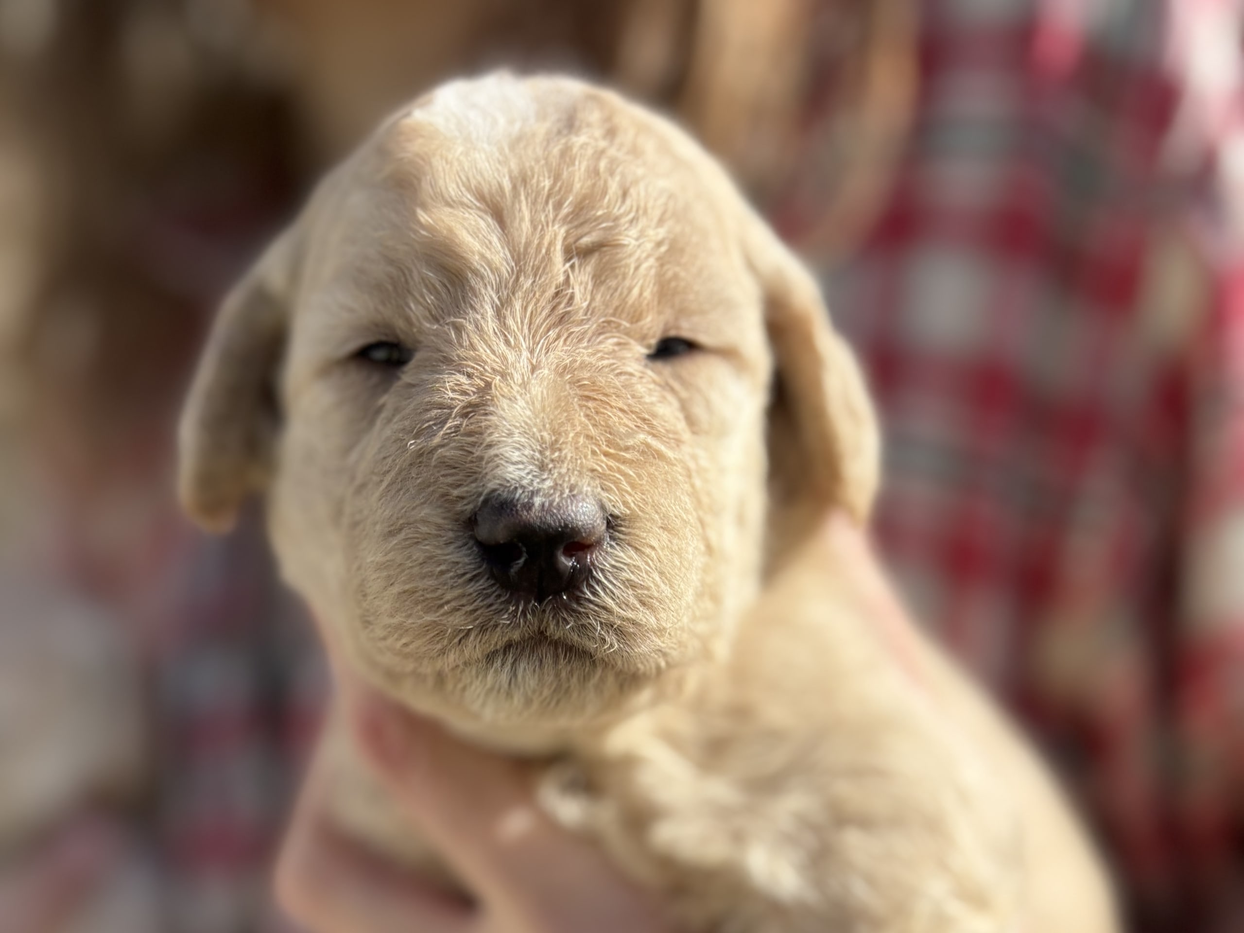Labradoodle · 2026-03-26 · Bjuråker · Lundatorpet