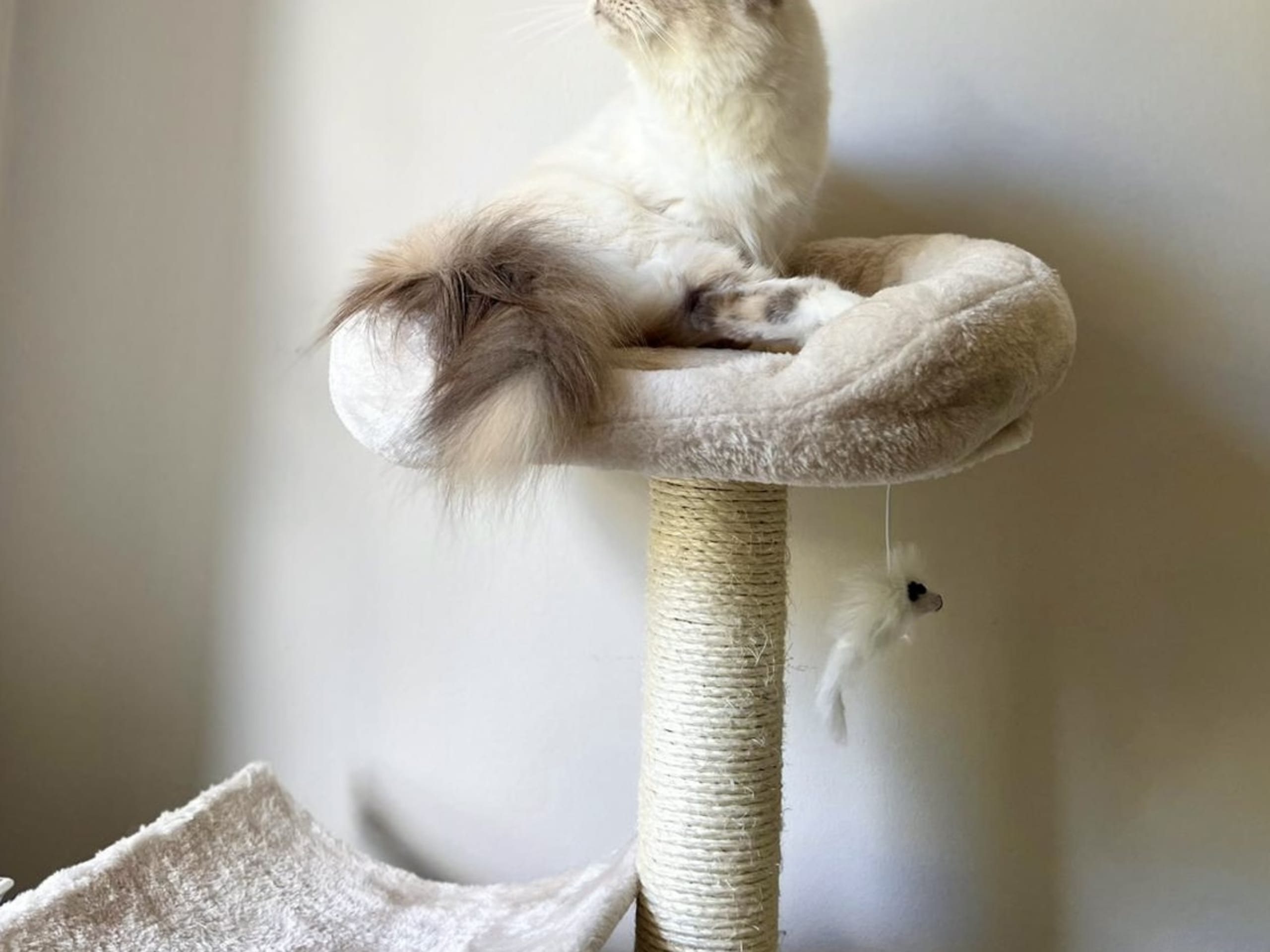 Helig birma / ragdoll · Henån · Olivia F.