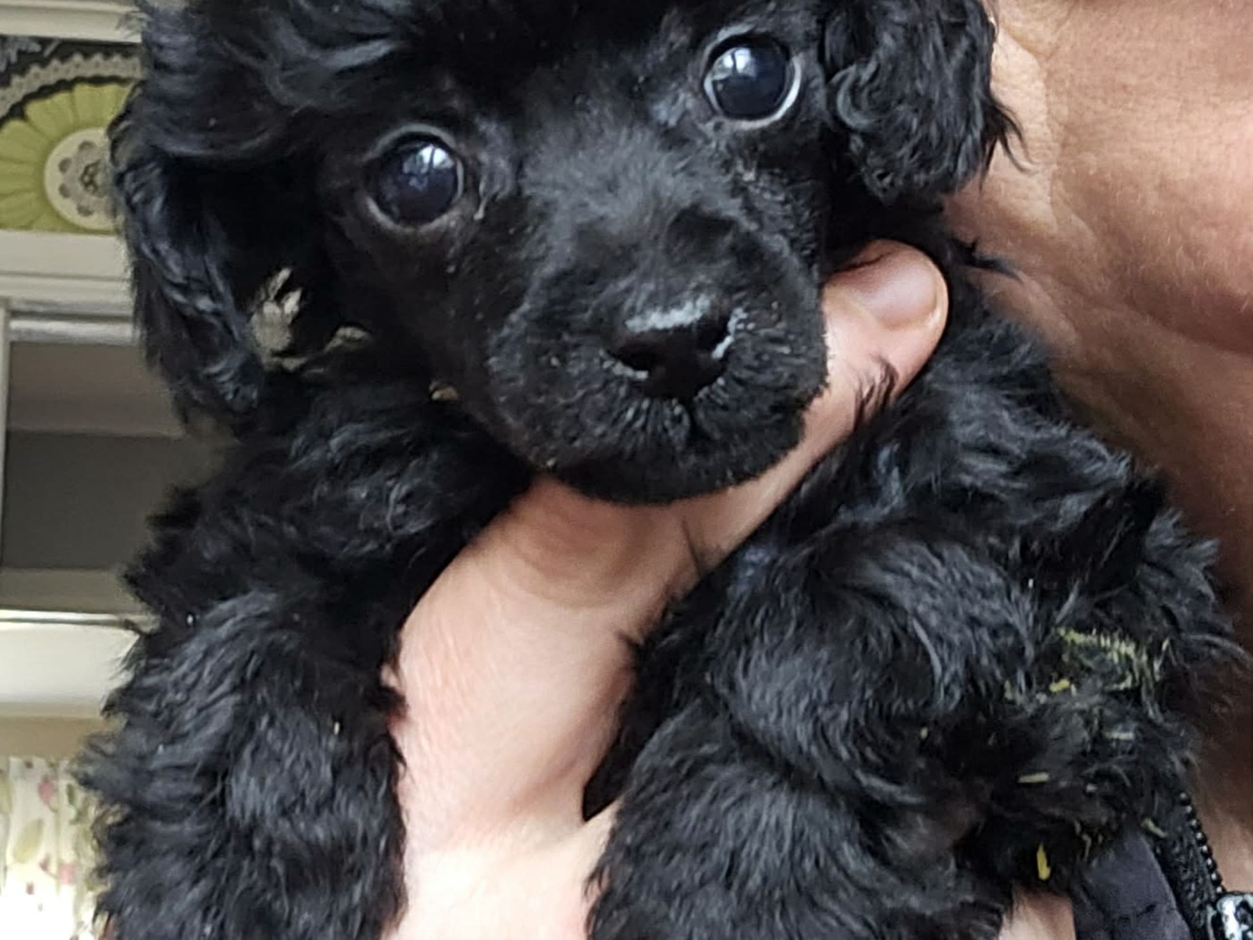 Dvärgpudel/ toypudel · 2026-02-13 · Vedum · ElingsArk