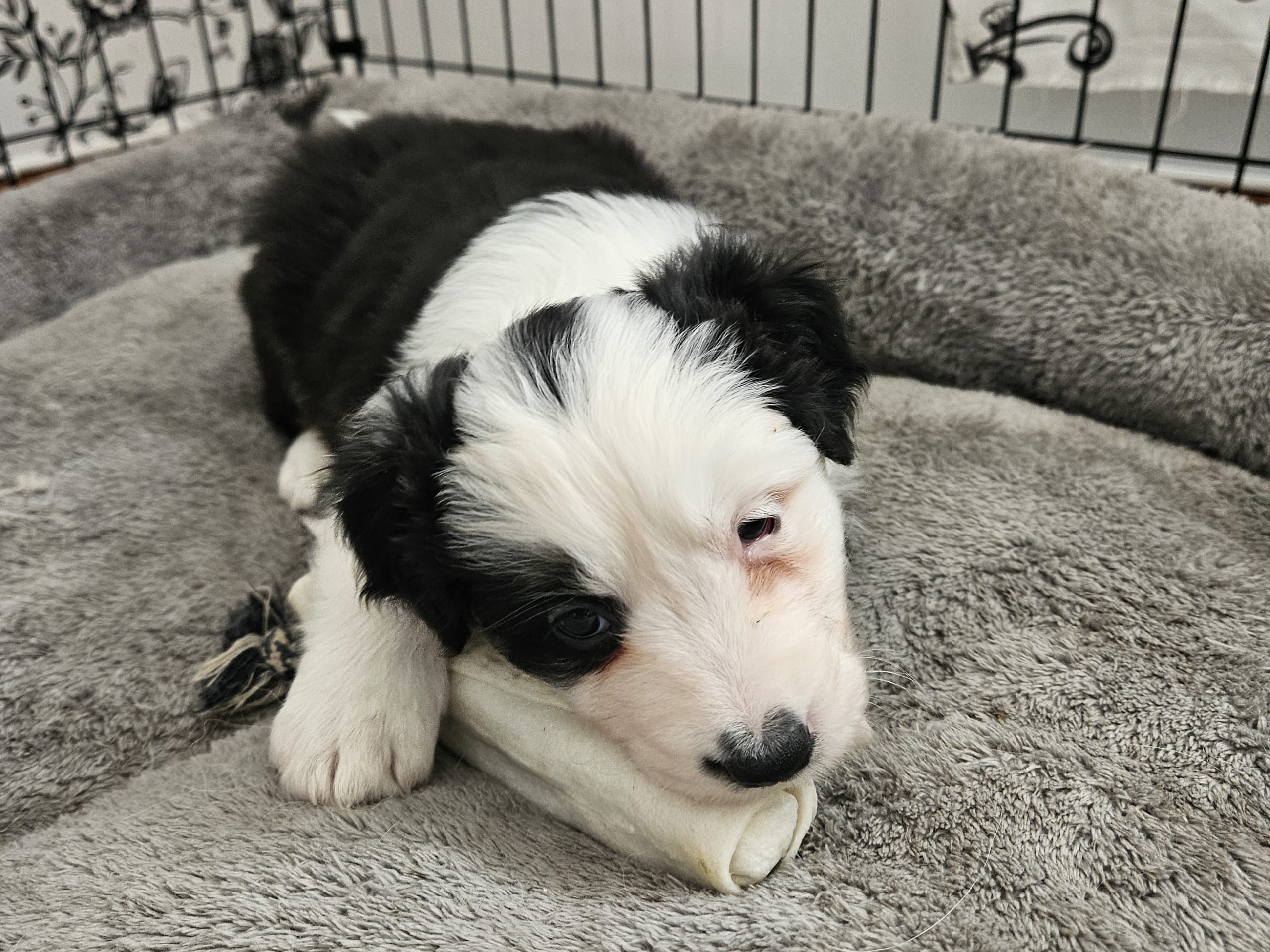 Australien shepherd/border collie · Rättvik · Gunilla G.