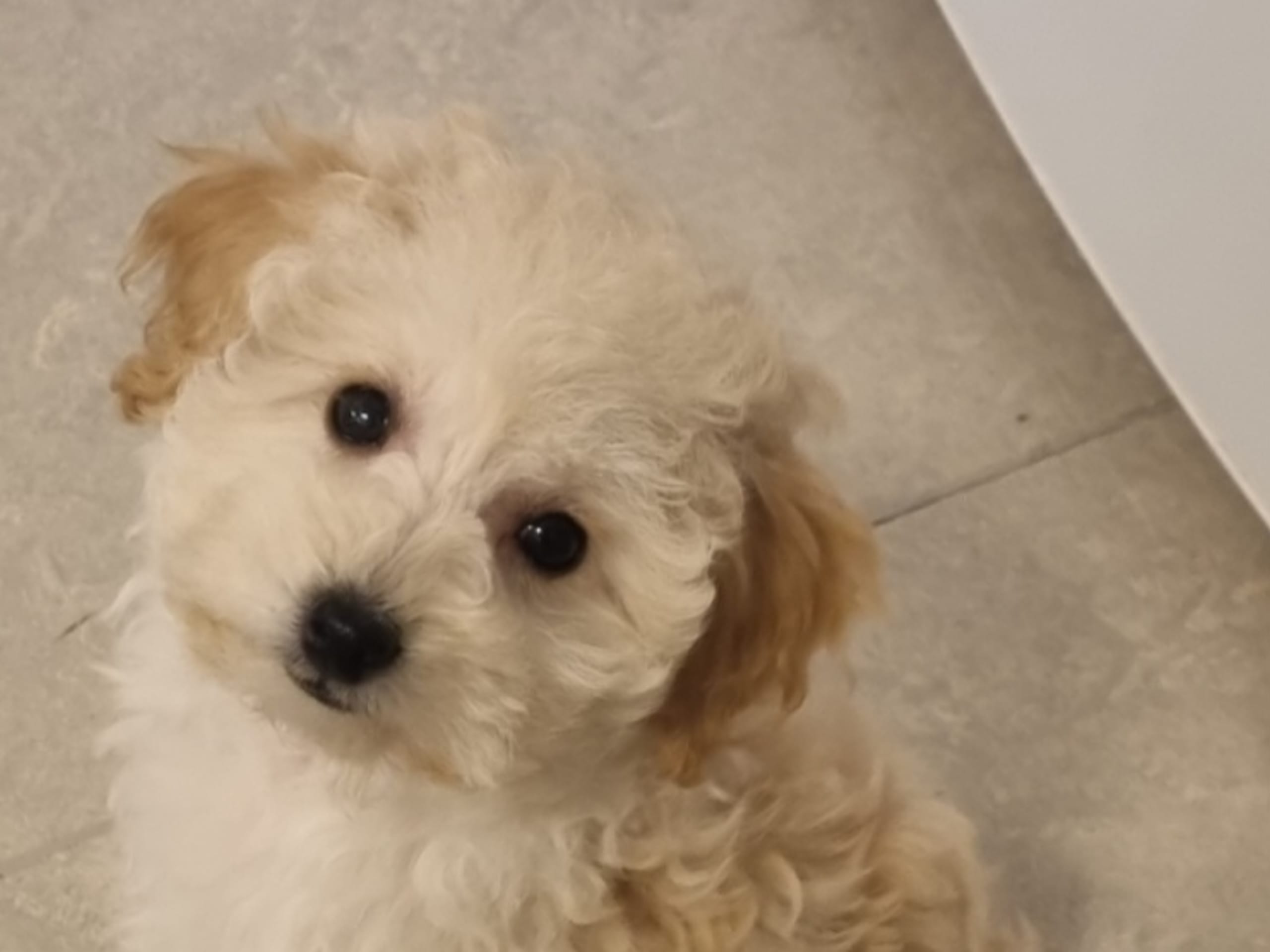 Maltipoo · 2025-12-08 · Södertälje · Bella