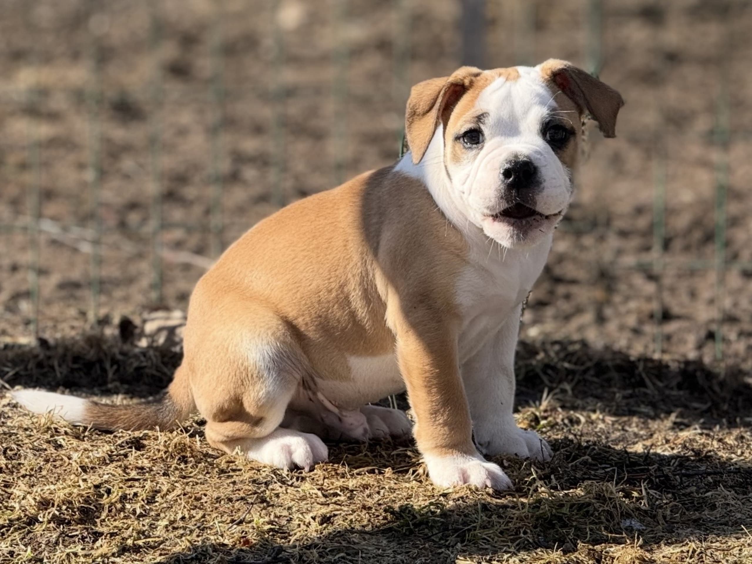 Continental Bulldog · Boden · Bayogoulas