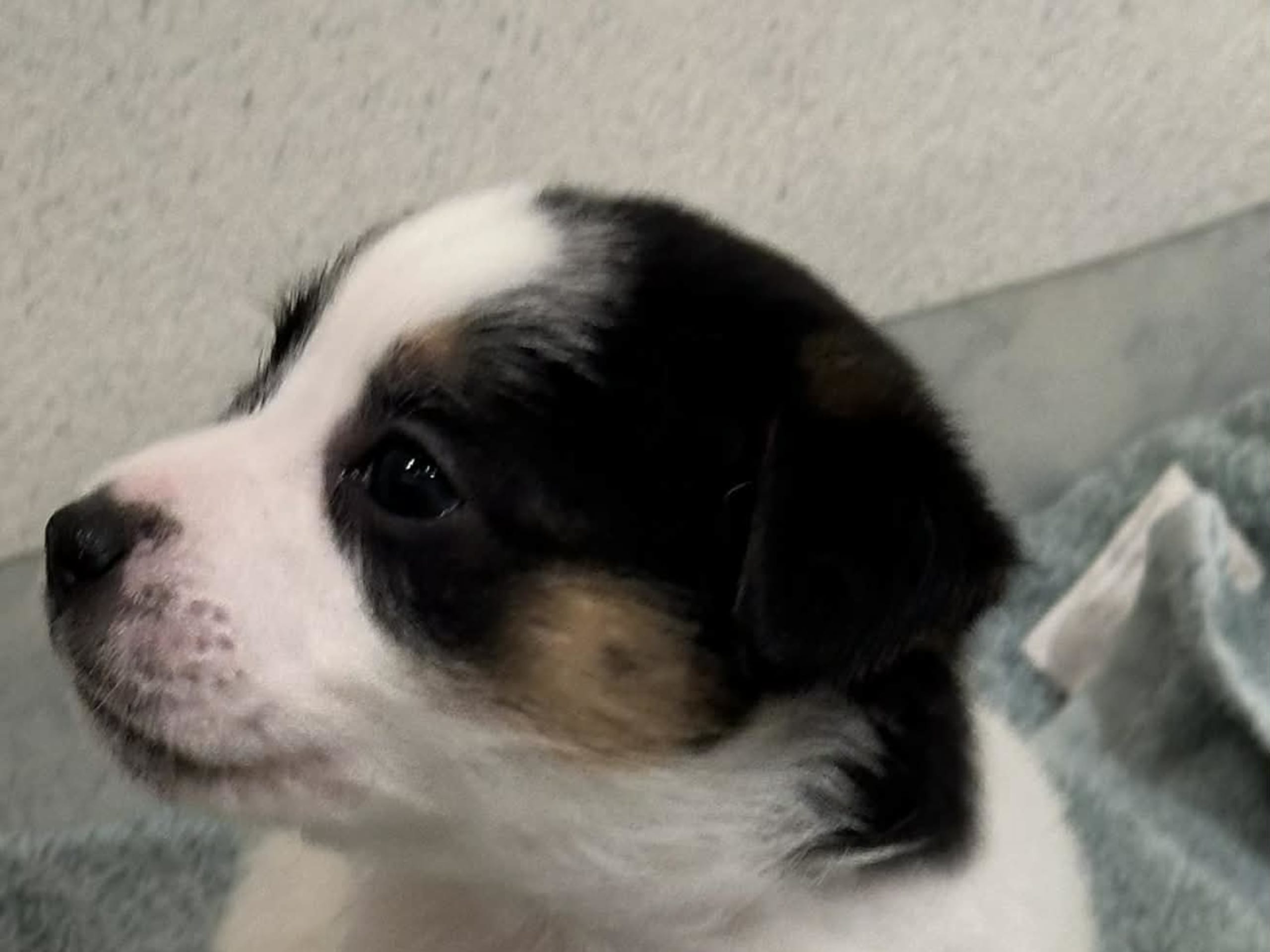 Jack Russell Terrier · 2026-02-11 · Knivsta · LIMELIGHT Kennels