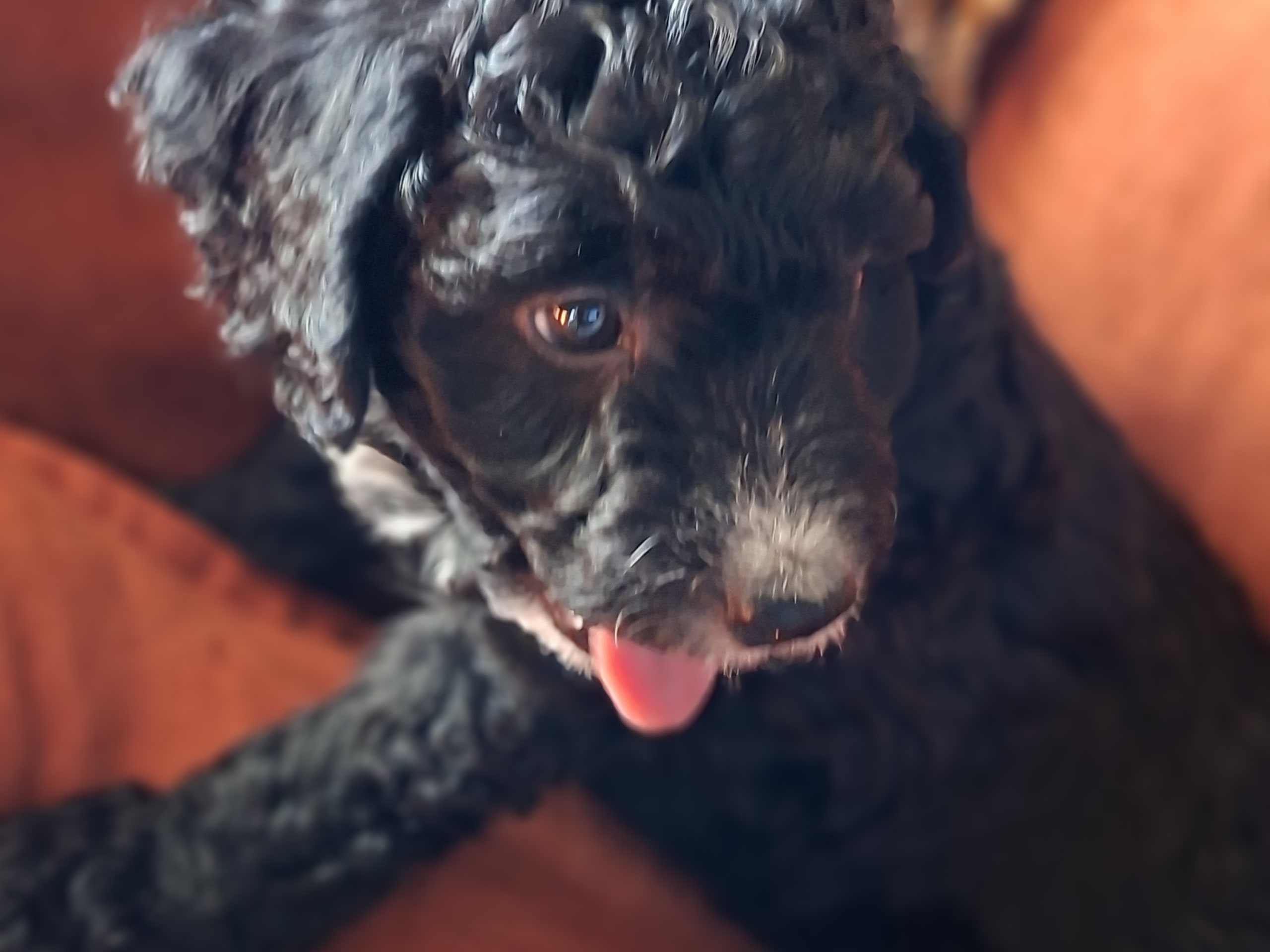 Bernedoodle · 2026-02-13 · Lönashult · Charlotte A.