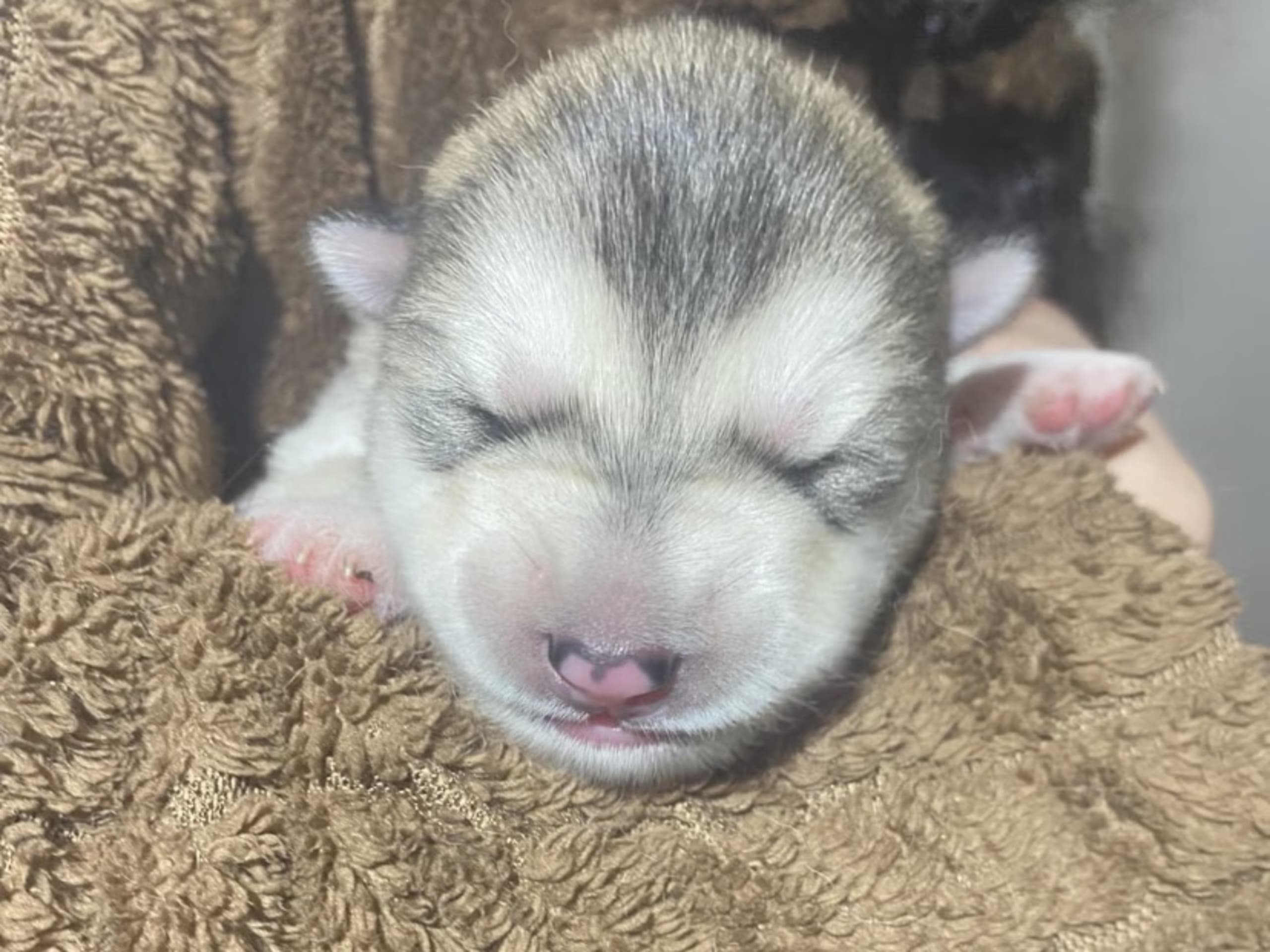Alaskan Malamute · 2026-03-18 · Ankarsvik · Nabaa H.