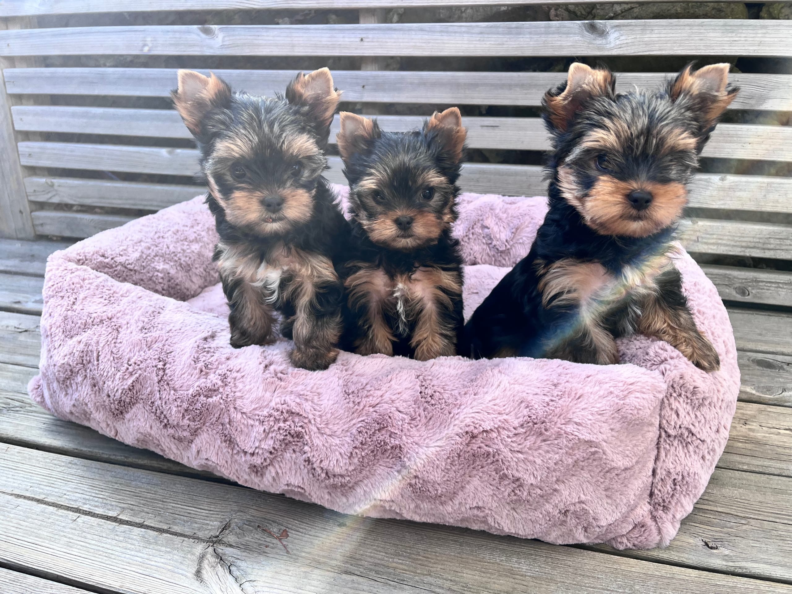 Yorkshire terrier