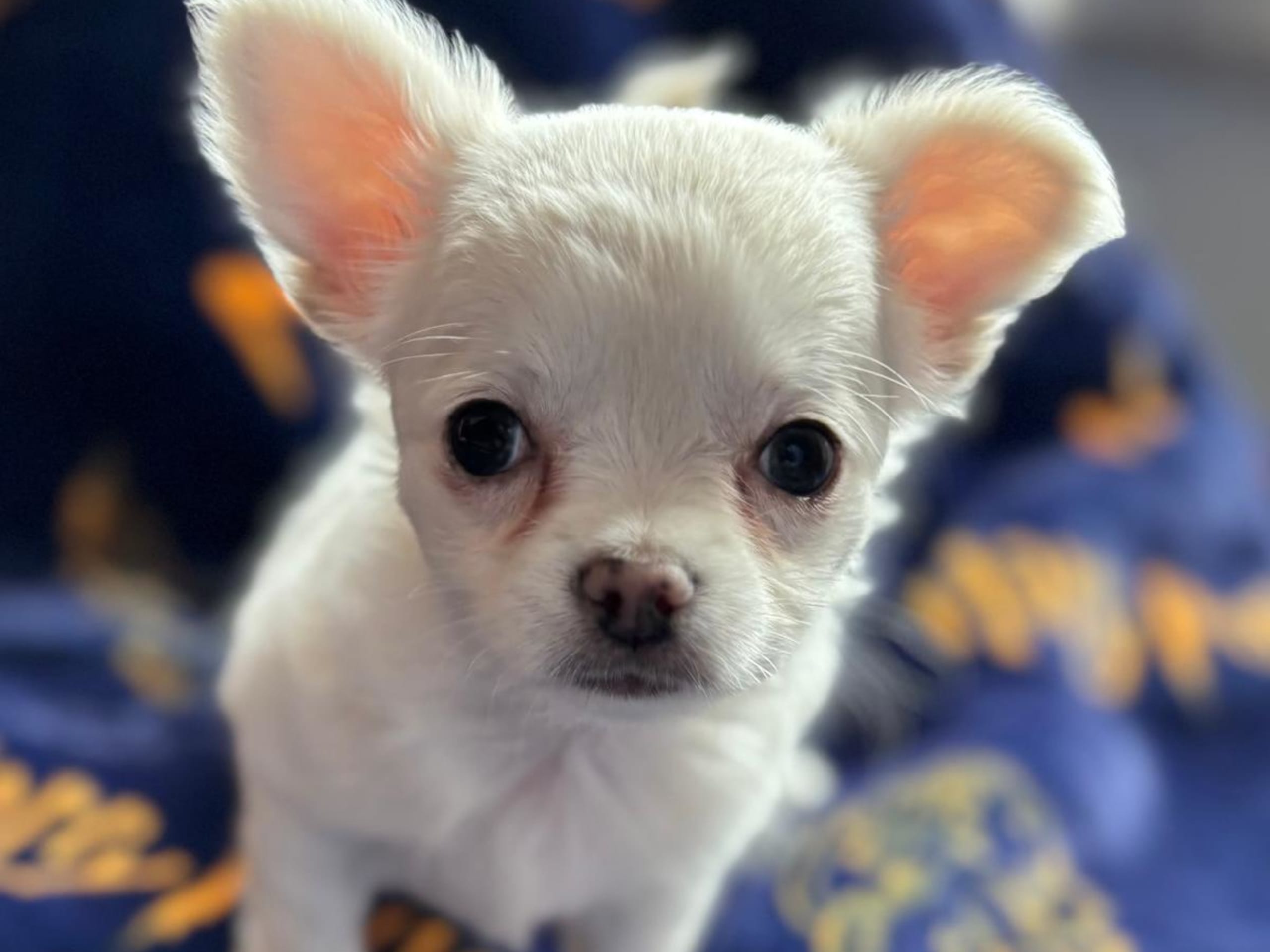 Chihuahua · 2026-01-29 · Bålsta · Minna L.