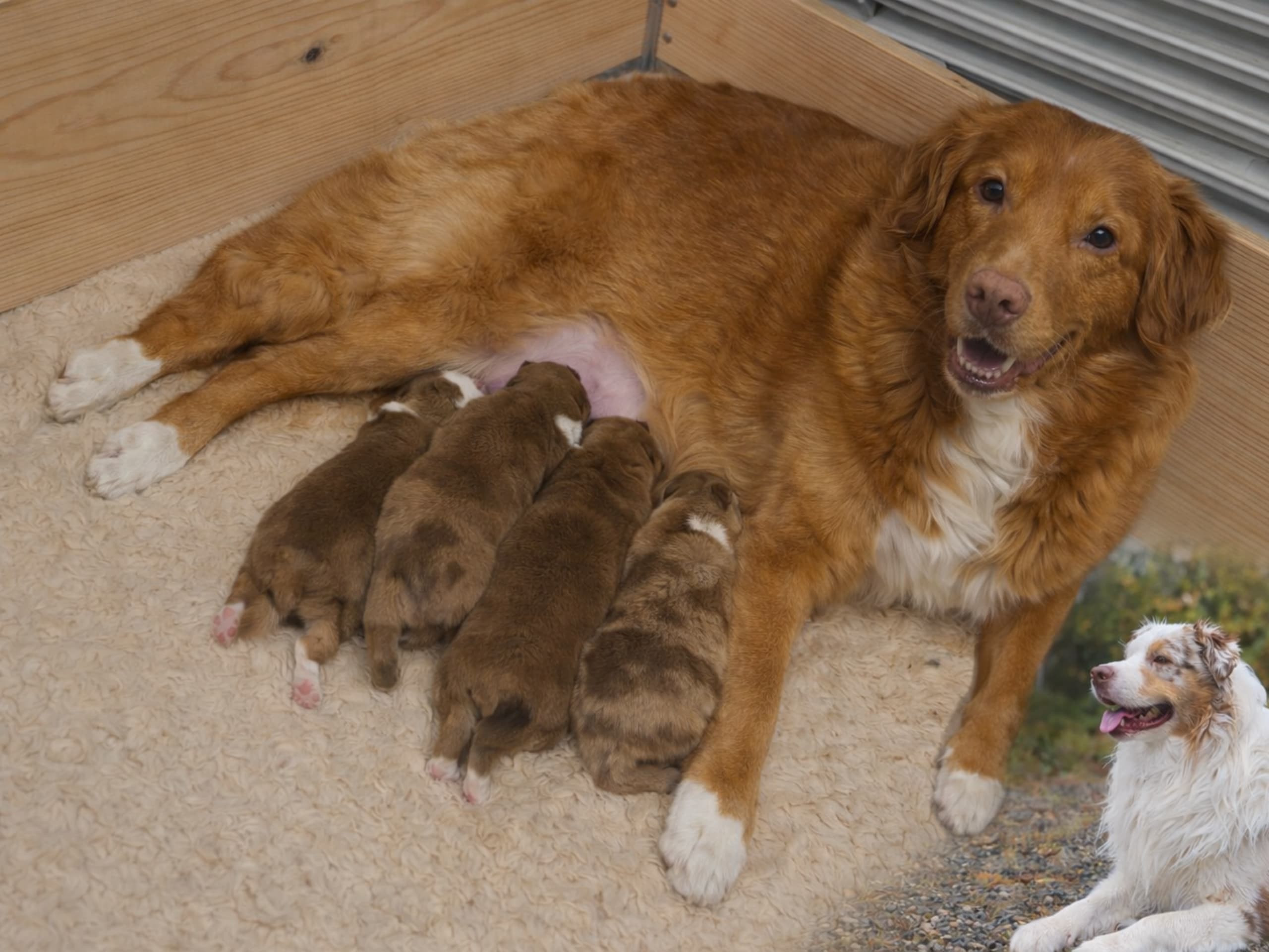 Australian Shepherd/ Tollare · Gällivare · Sanna J.