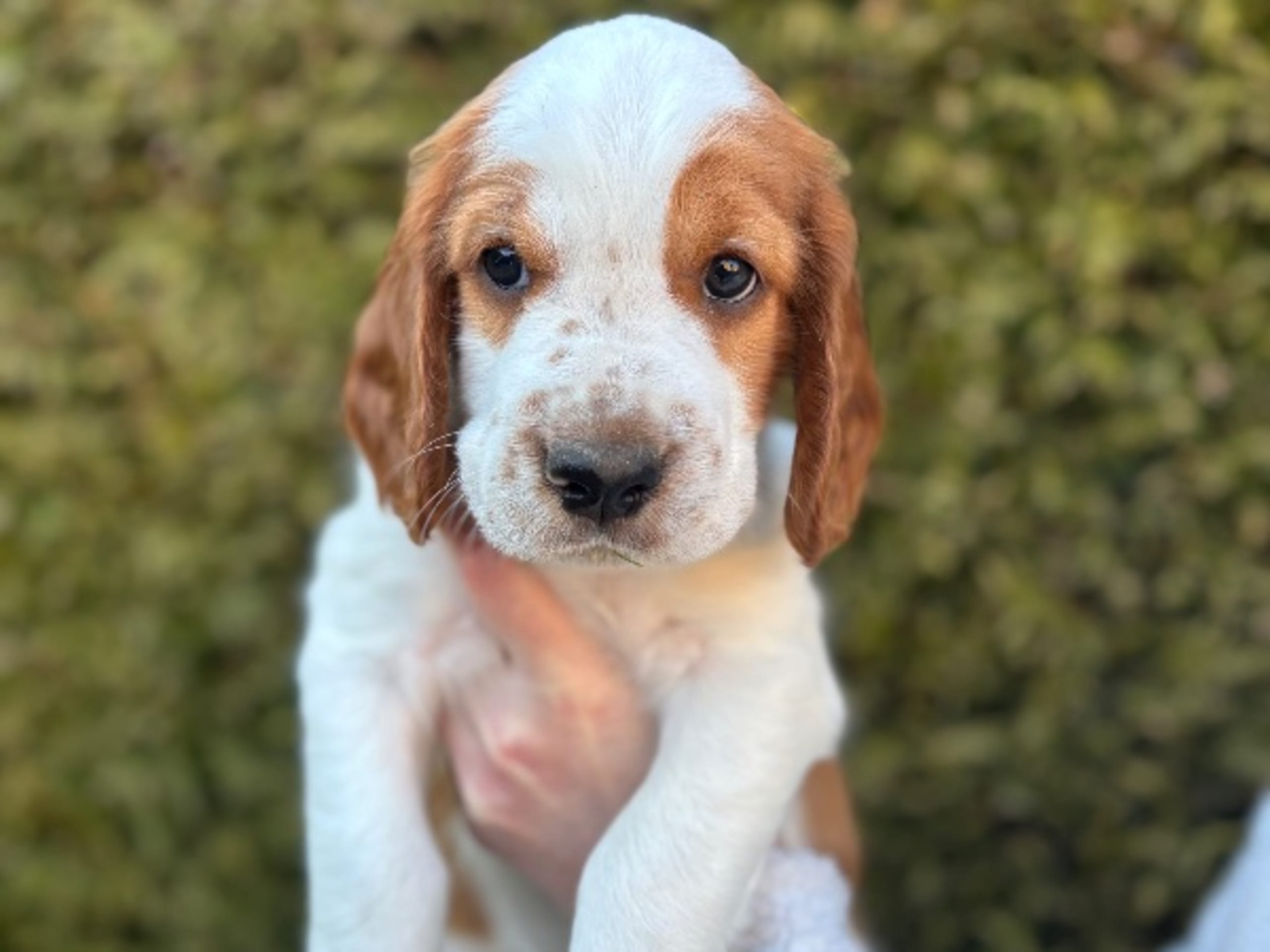 Welsh springer spaniel