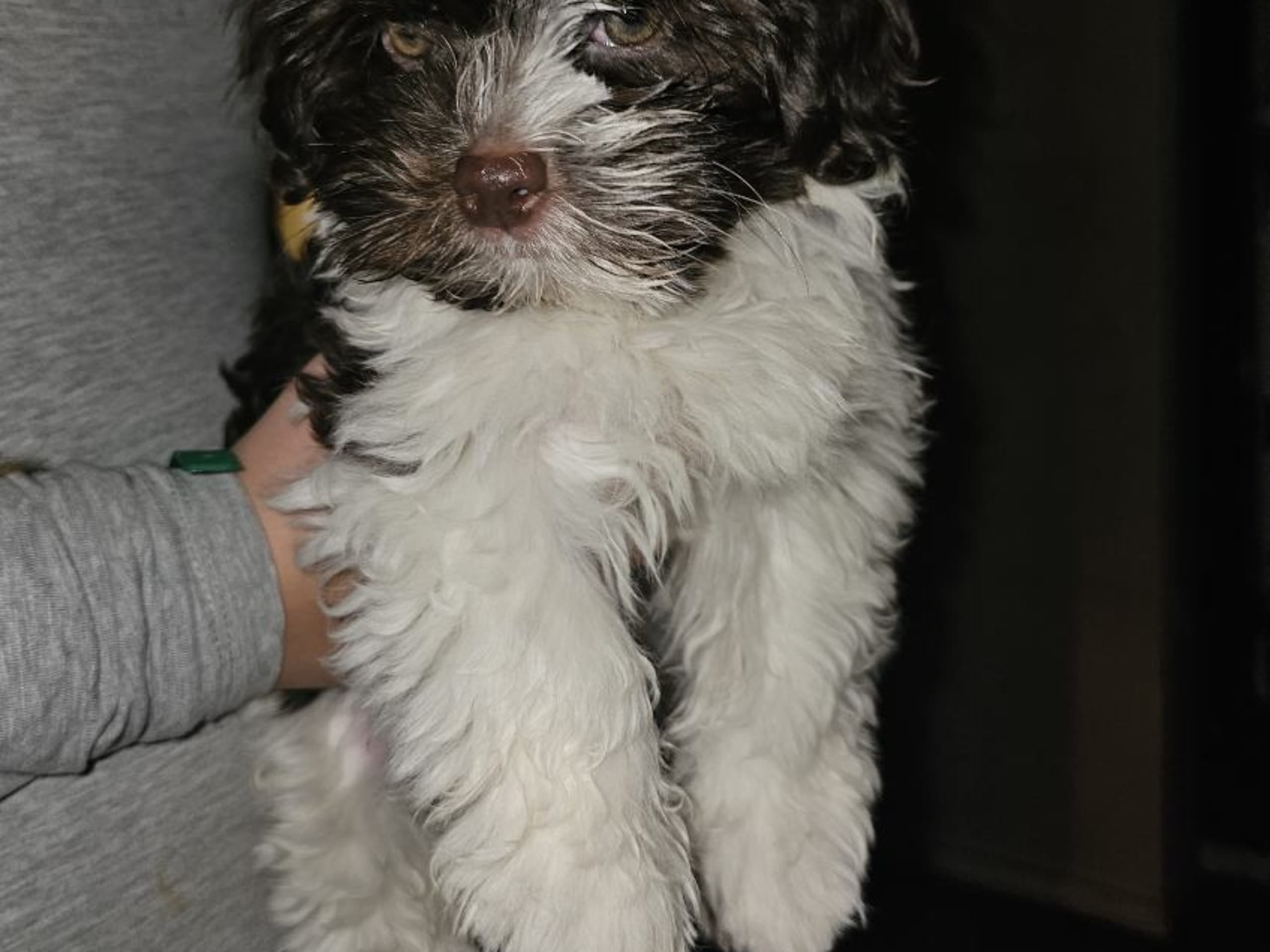 Bichon havanais · 2025-10-03 · Trosa · Sari Myllyniemi