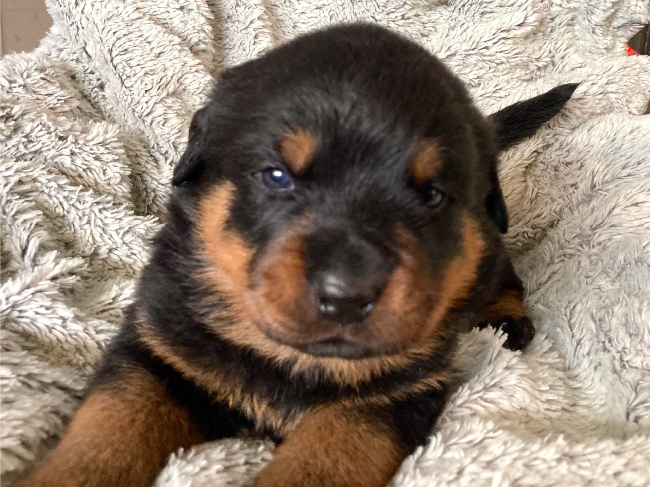 Rottweiler