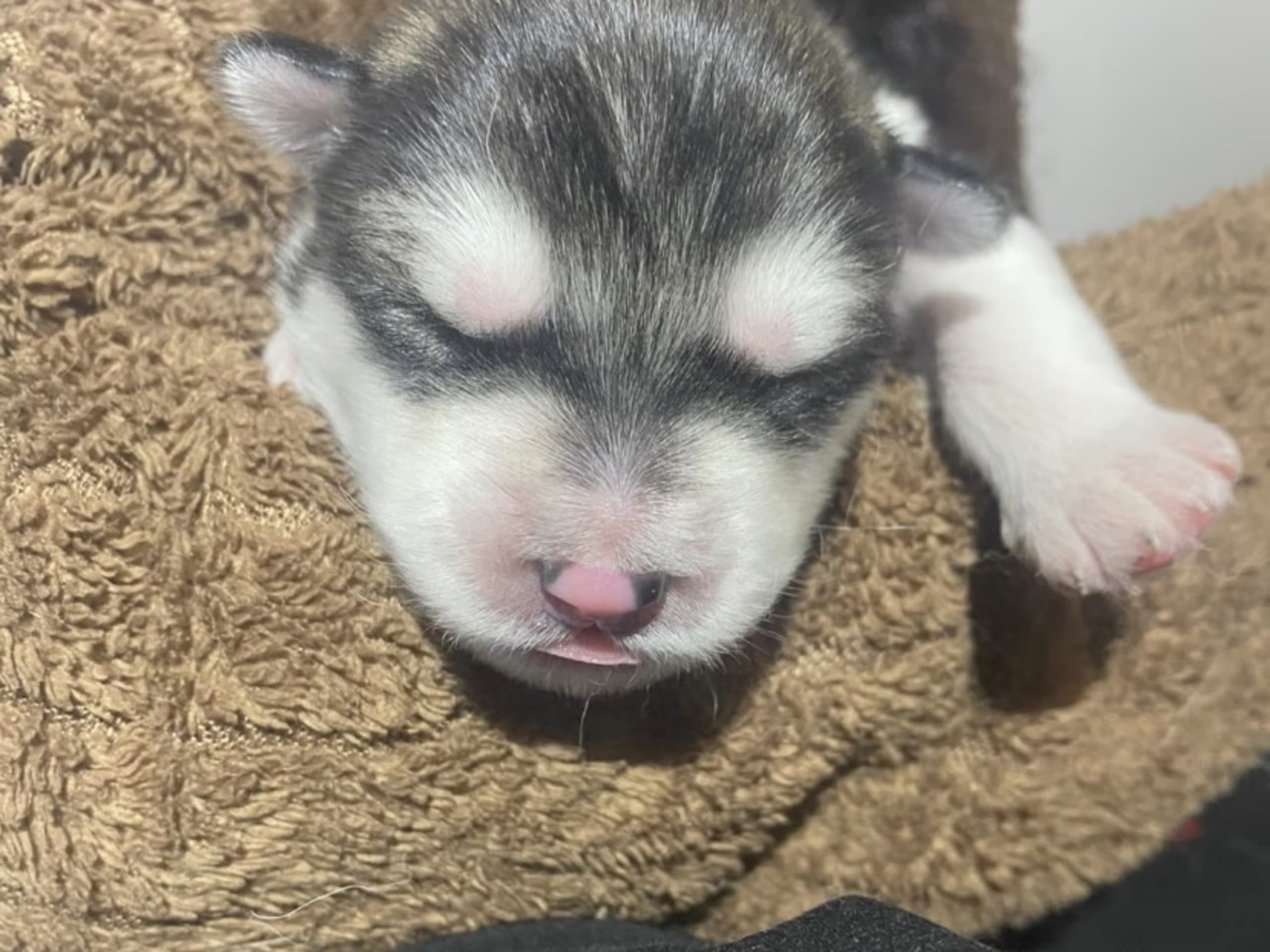 Alaskan Malamute · 2026-03-18 · Ankarsvik · Alaska malamute