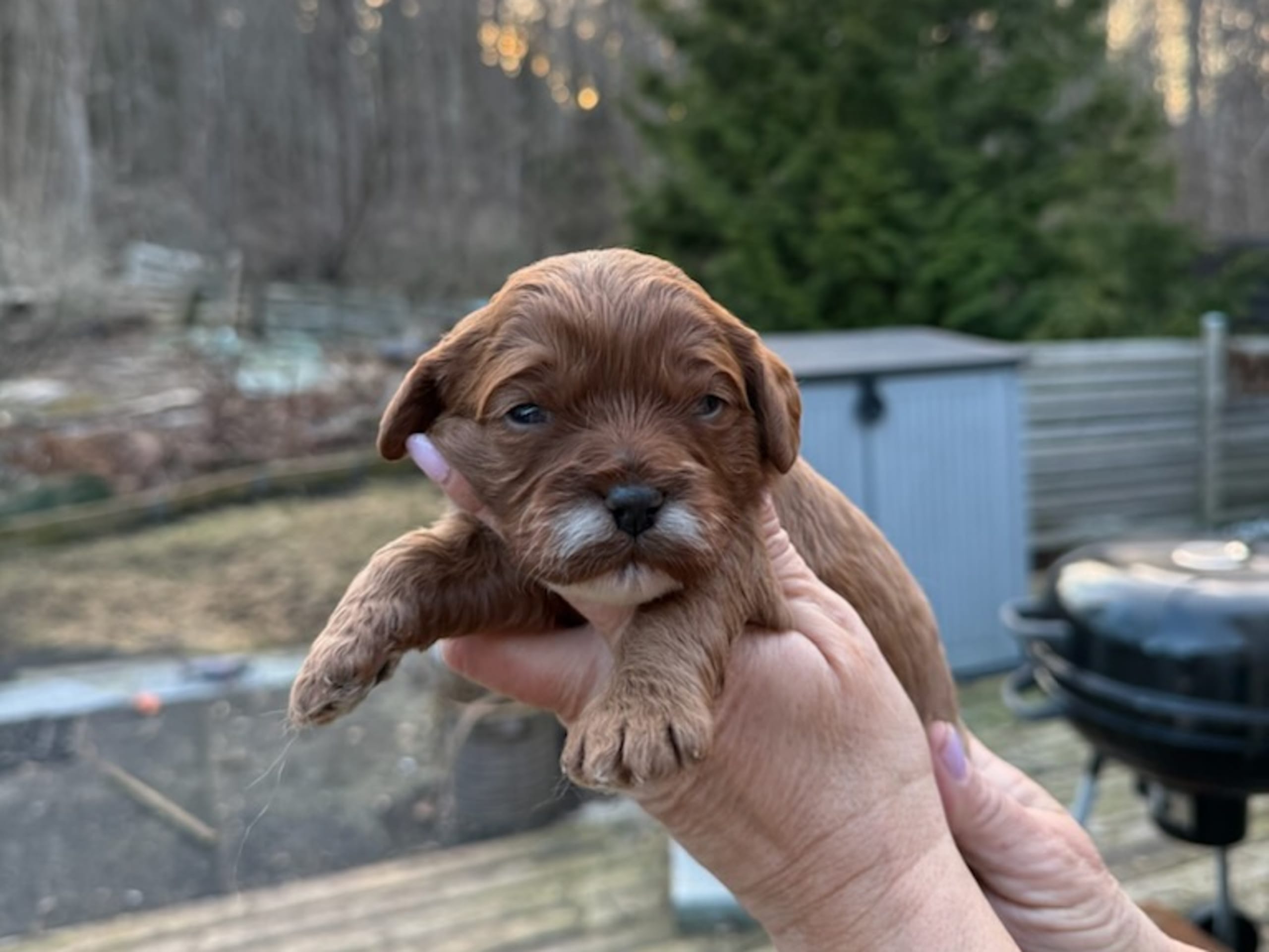 Chavapoo · 2026-03-02 · Skutskär · Tuula E.