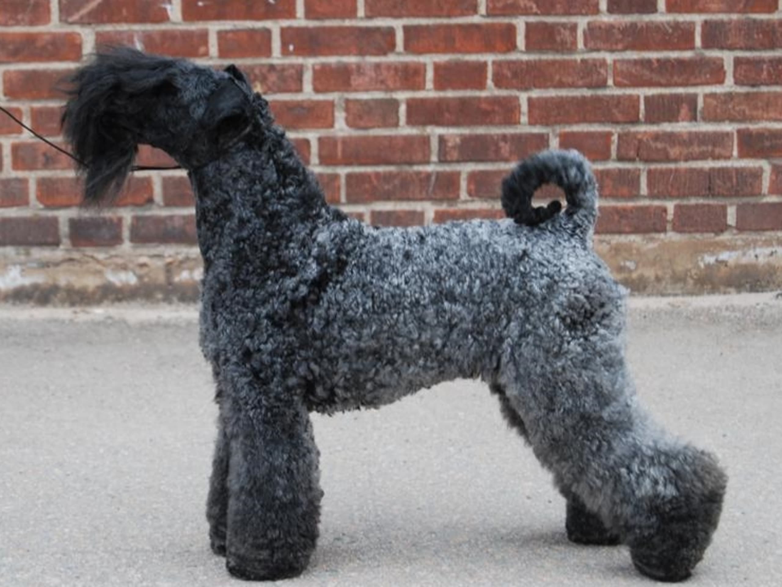 Kerry Blue Terrier · Simlångsdalen · Occis
