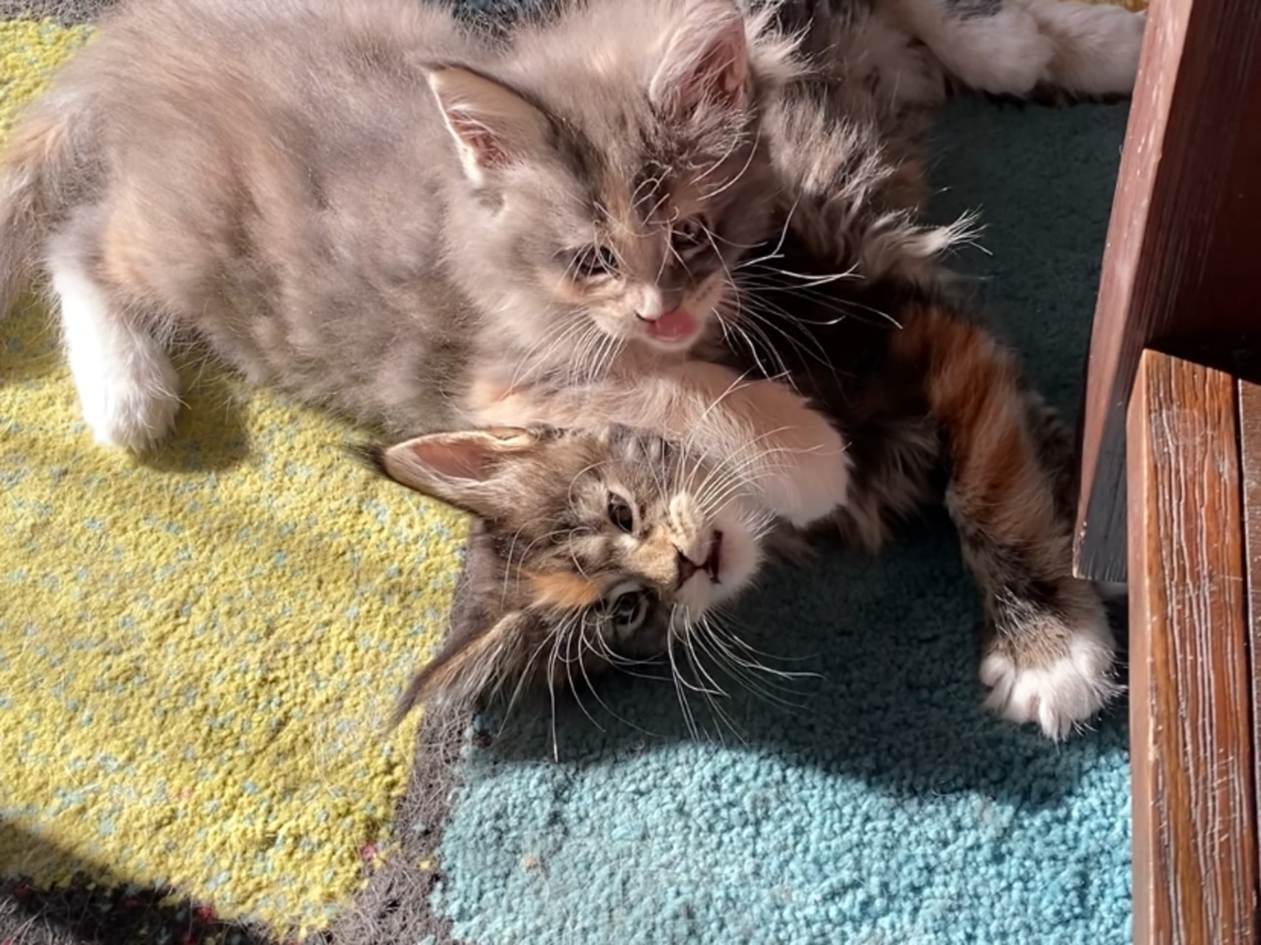 Maine Coon