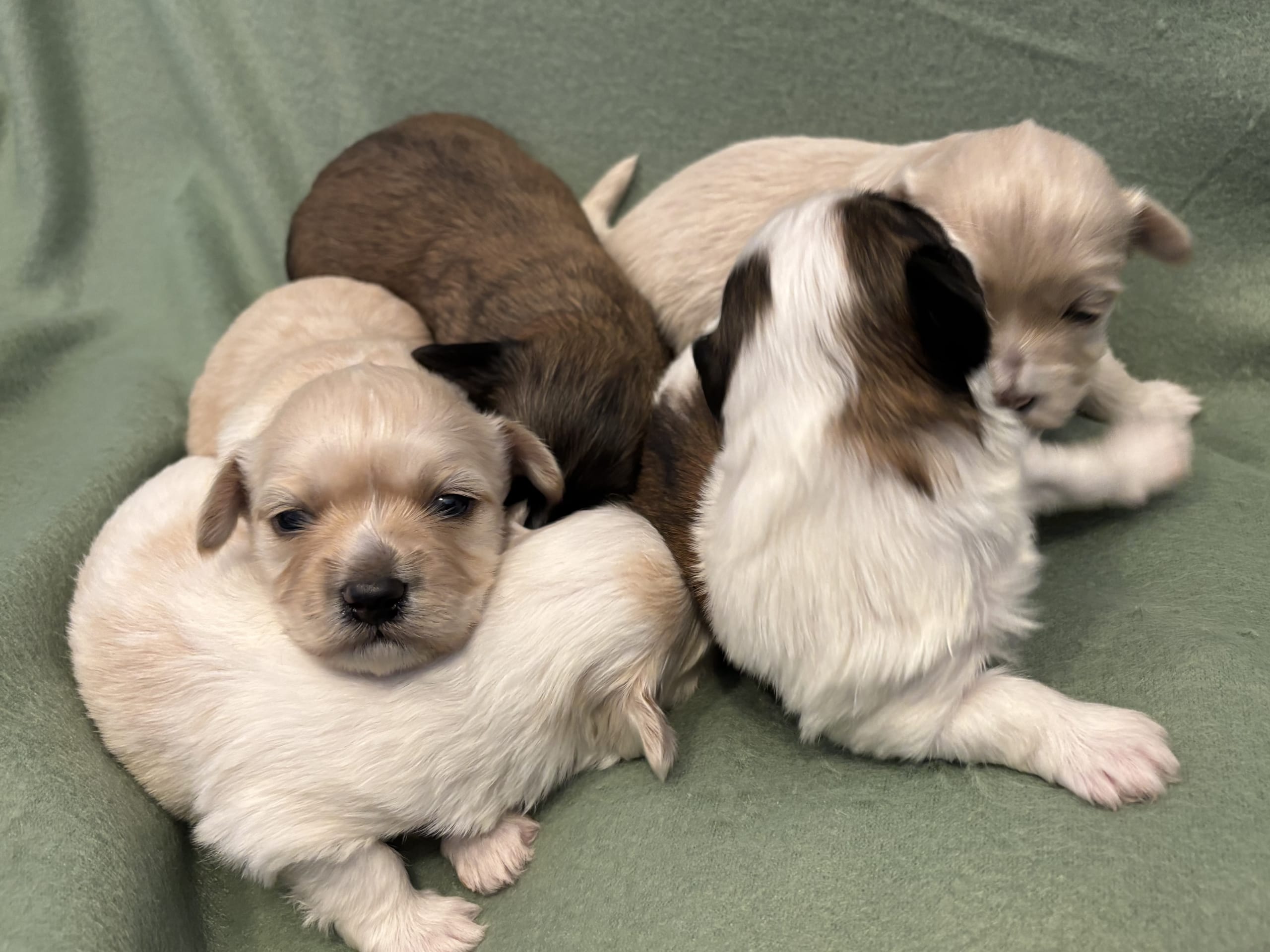 Bichon havanais · 2026-03-11 · Fjärås · Kläppas