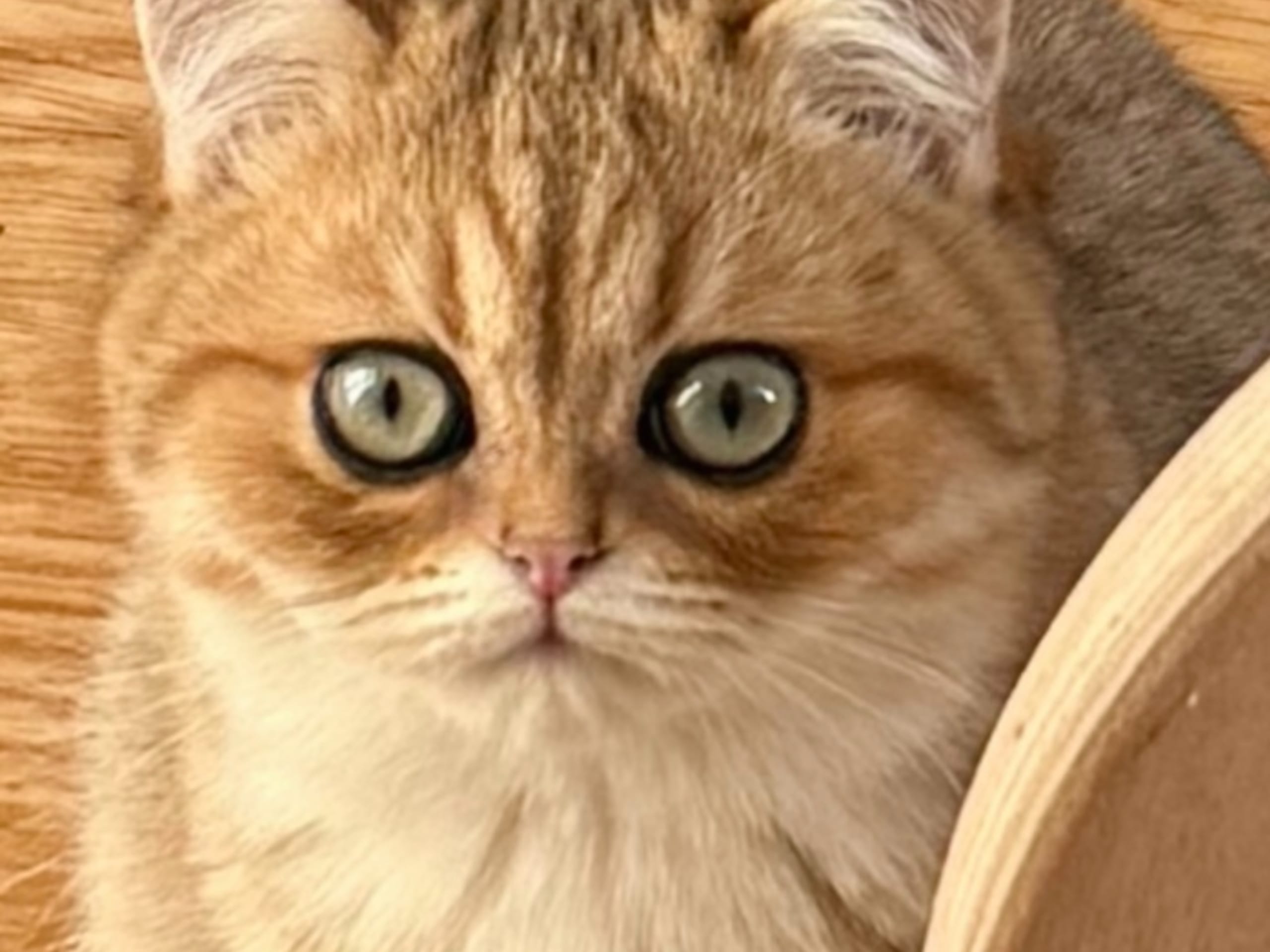 British Shorthair · 2025-09-15 · Fagerhult · CHa