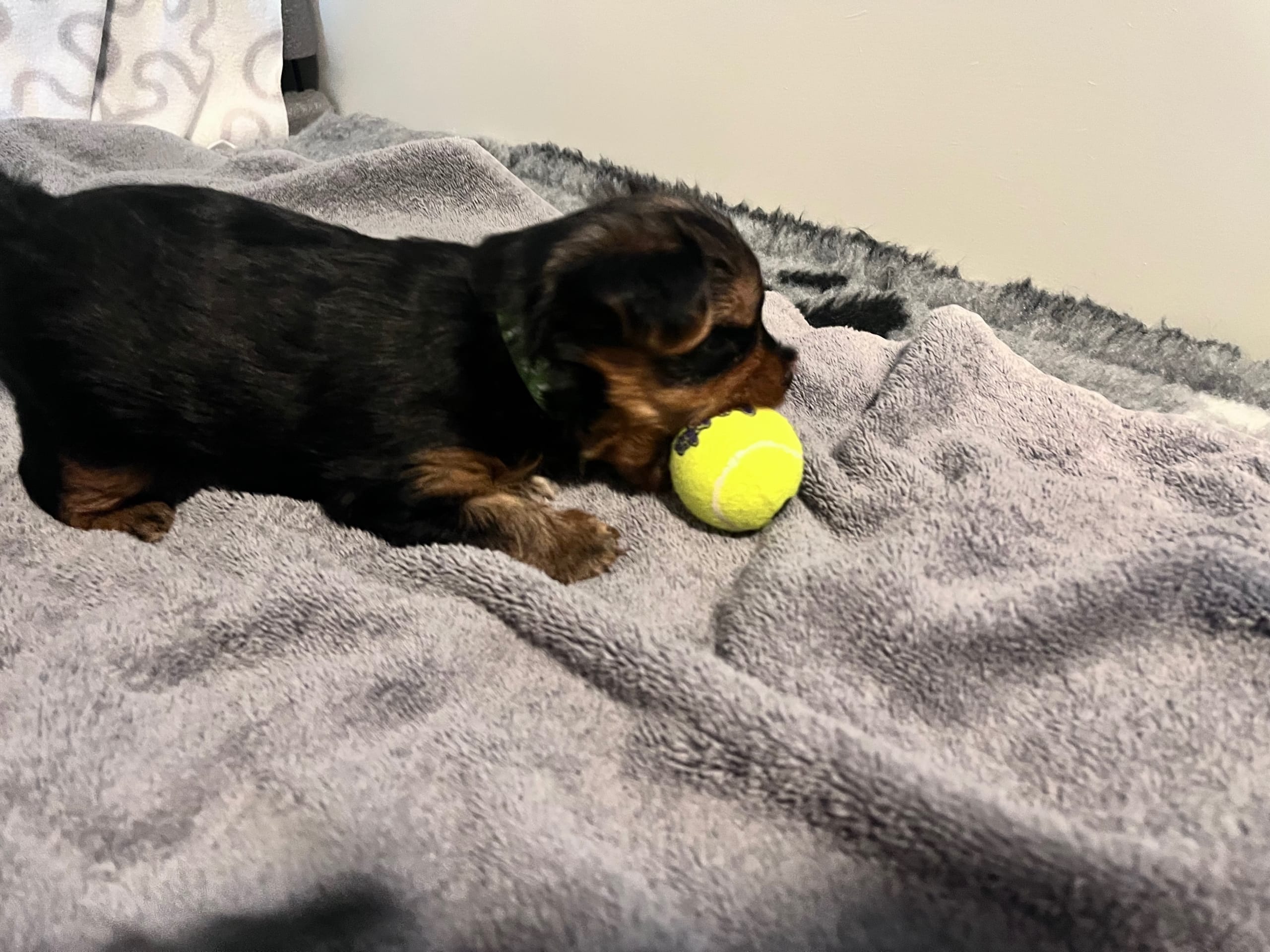 Yorkshire Terrier · 2026-02-18 · Markaryd · Mount Yorkie