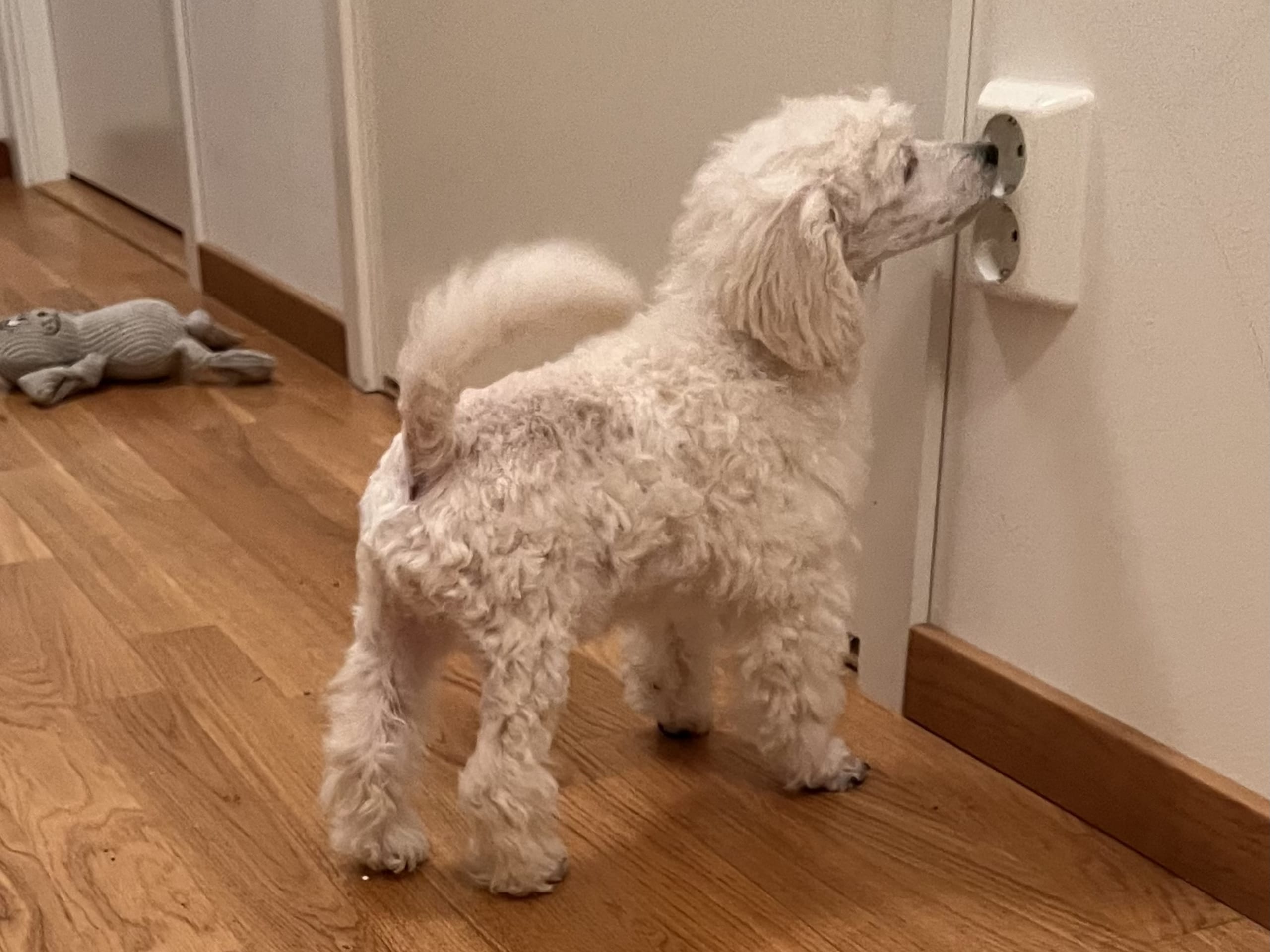 Dvärg pudel · 2025-10-19 · Tyresö · Anuradha's