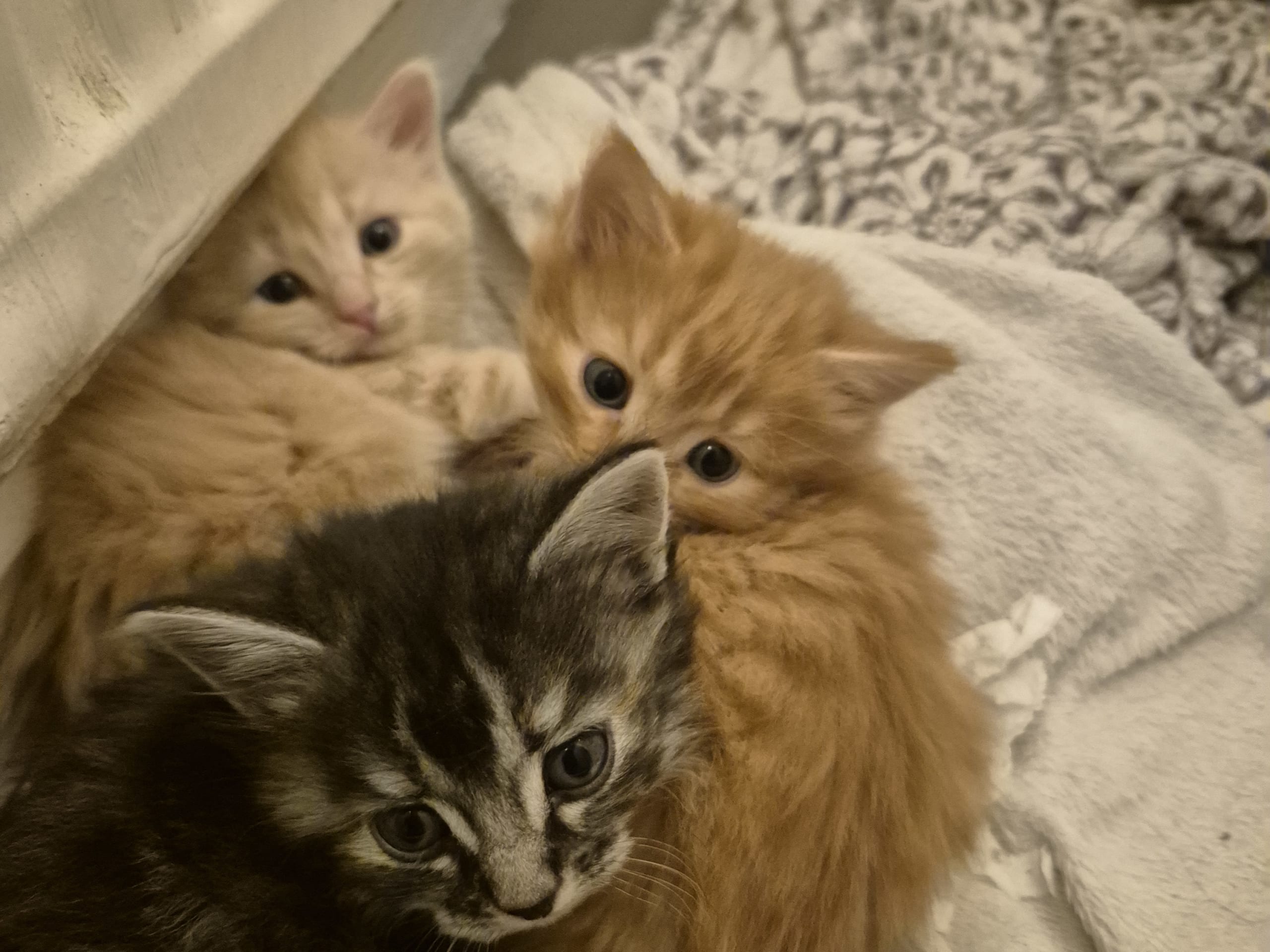 Blandras · 2025-11-03 · Malå · Helena H.