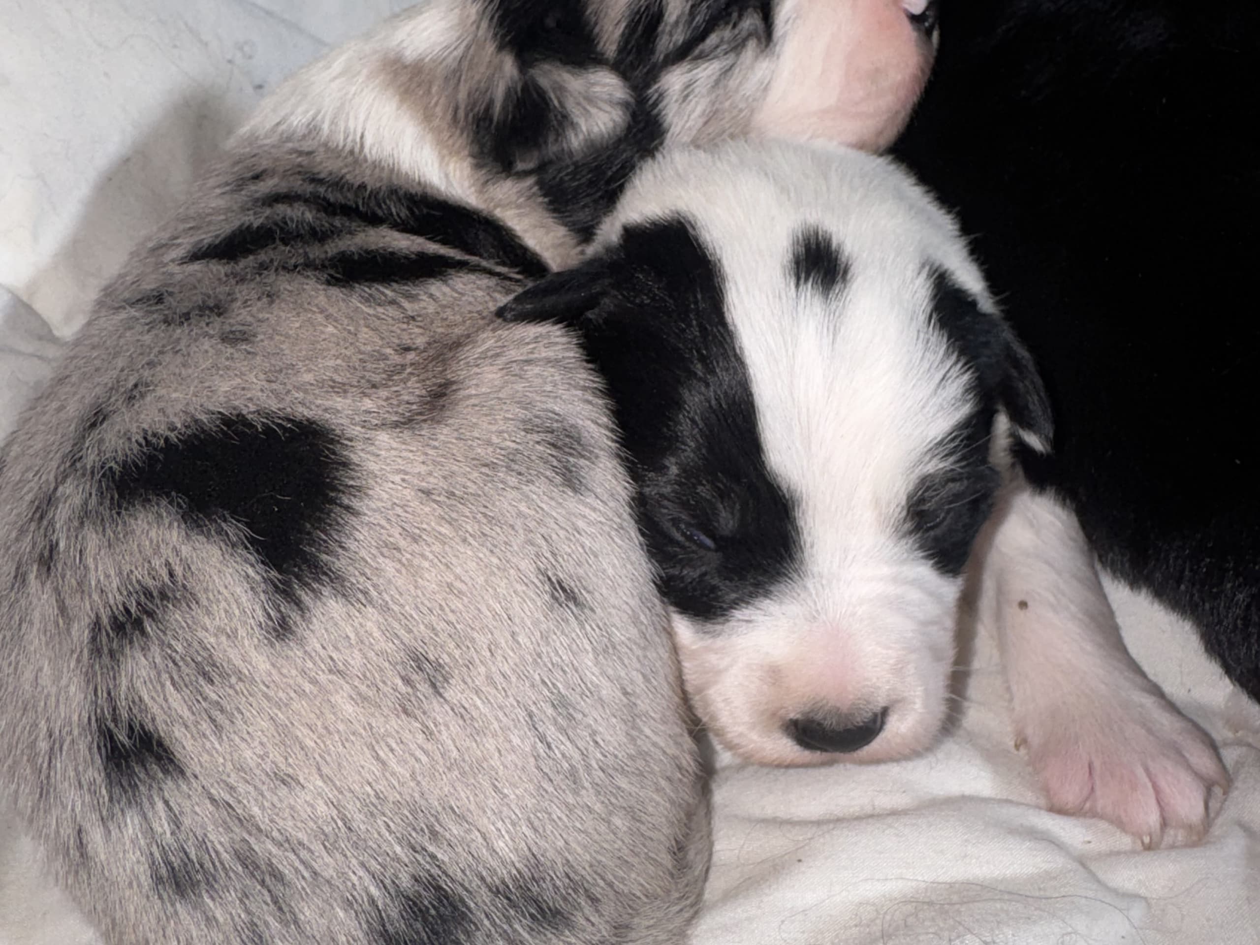 Border Collie · 2026-02-24 · Blentarp · Hagalunds Gård