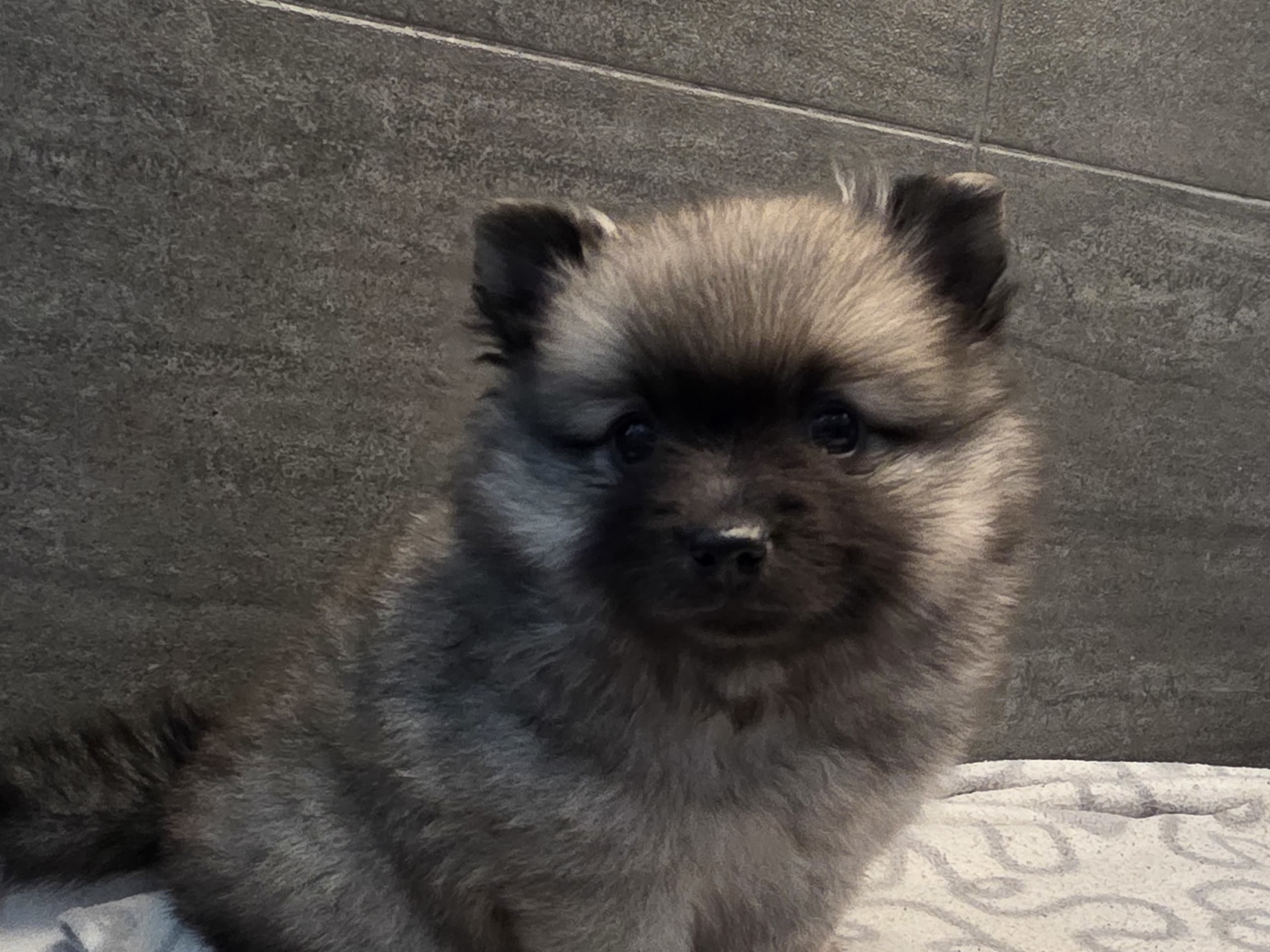 Tysk spets – mittelspitz