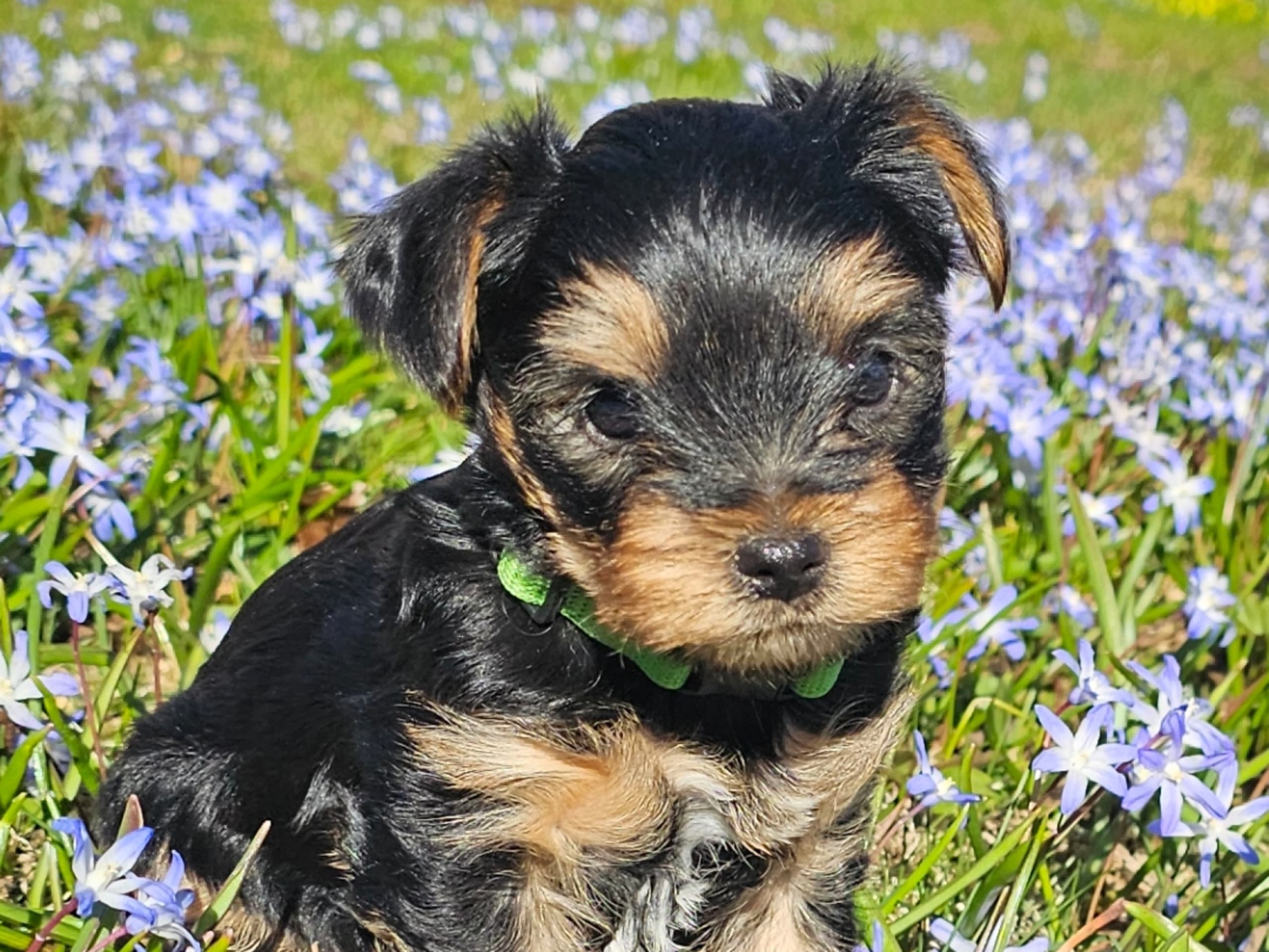 Yorkshire terrier · Malmbäck · Hallon