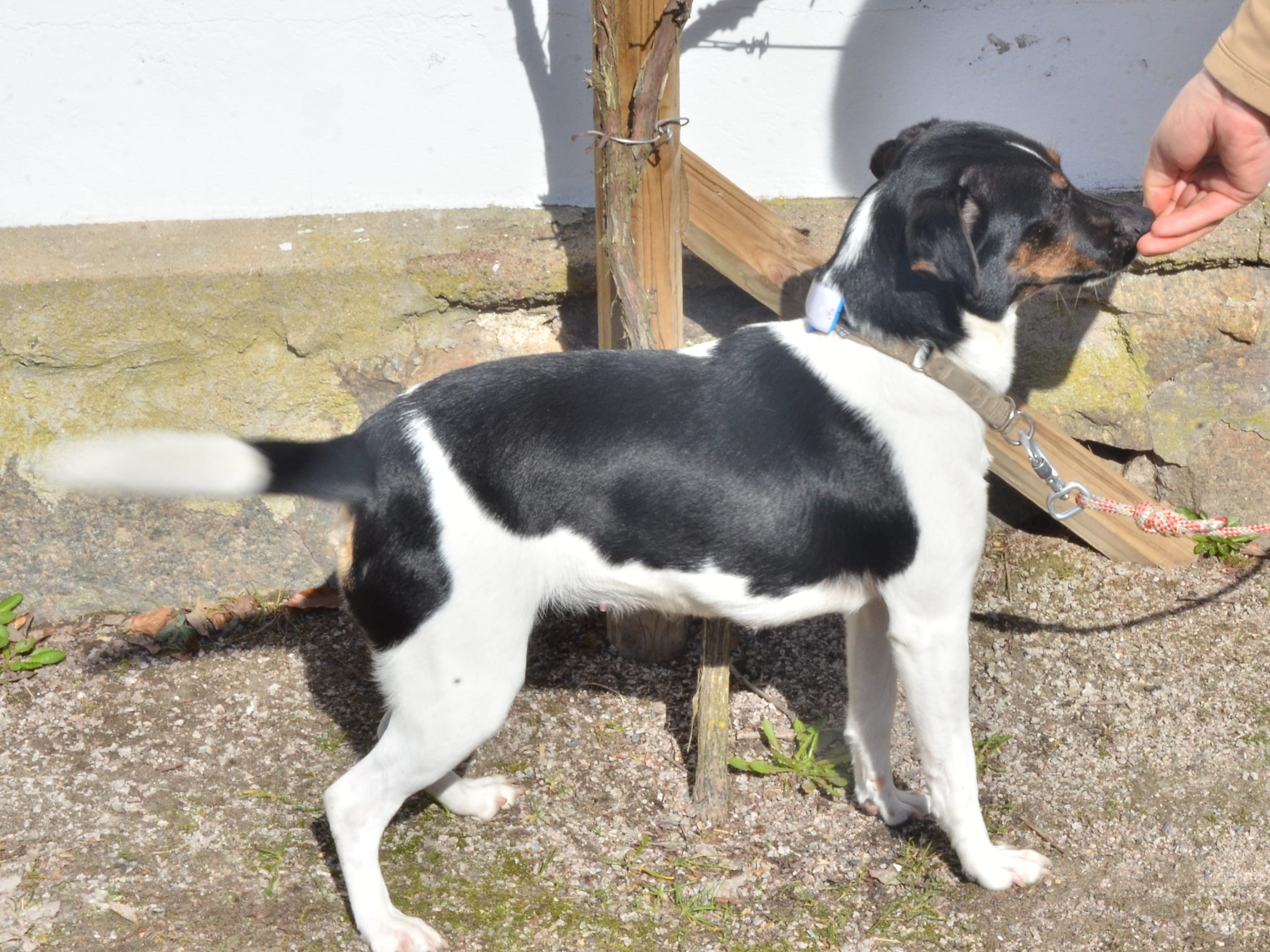 Danish Swedish Farmdog · 2024-09-10 · Vollsjö · Änghagas DSG