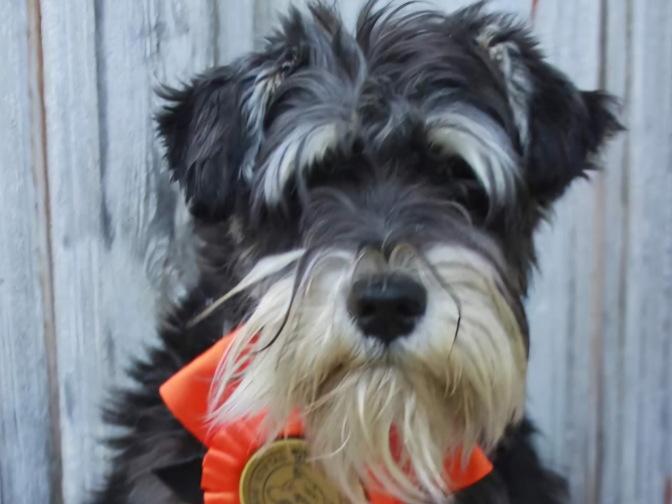 Miniature Schnauzer