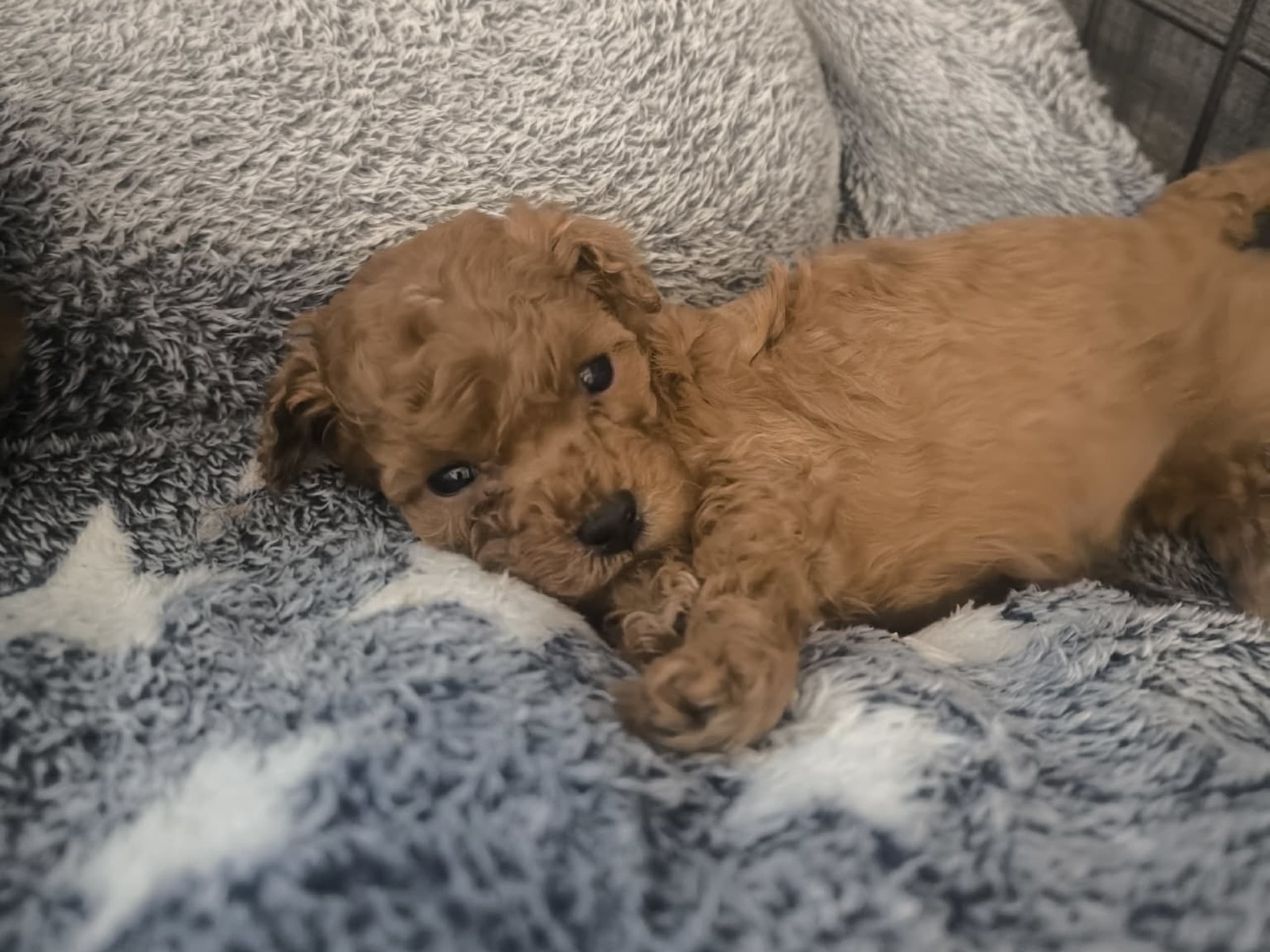 Miniature Poodle · 2026-02-10 · Rånäs · Lord Nelson’s kennel