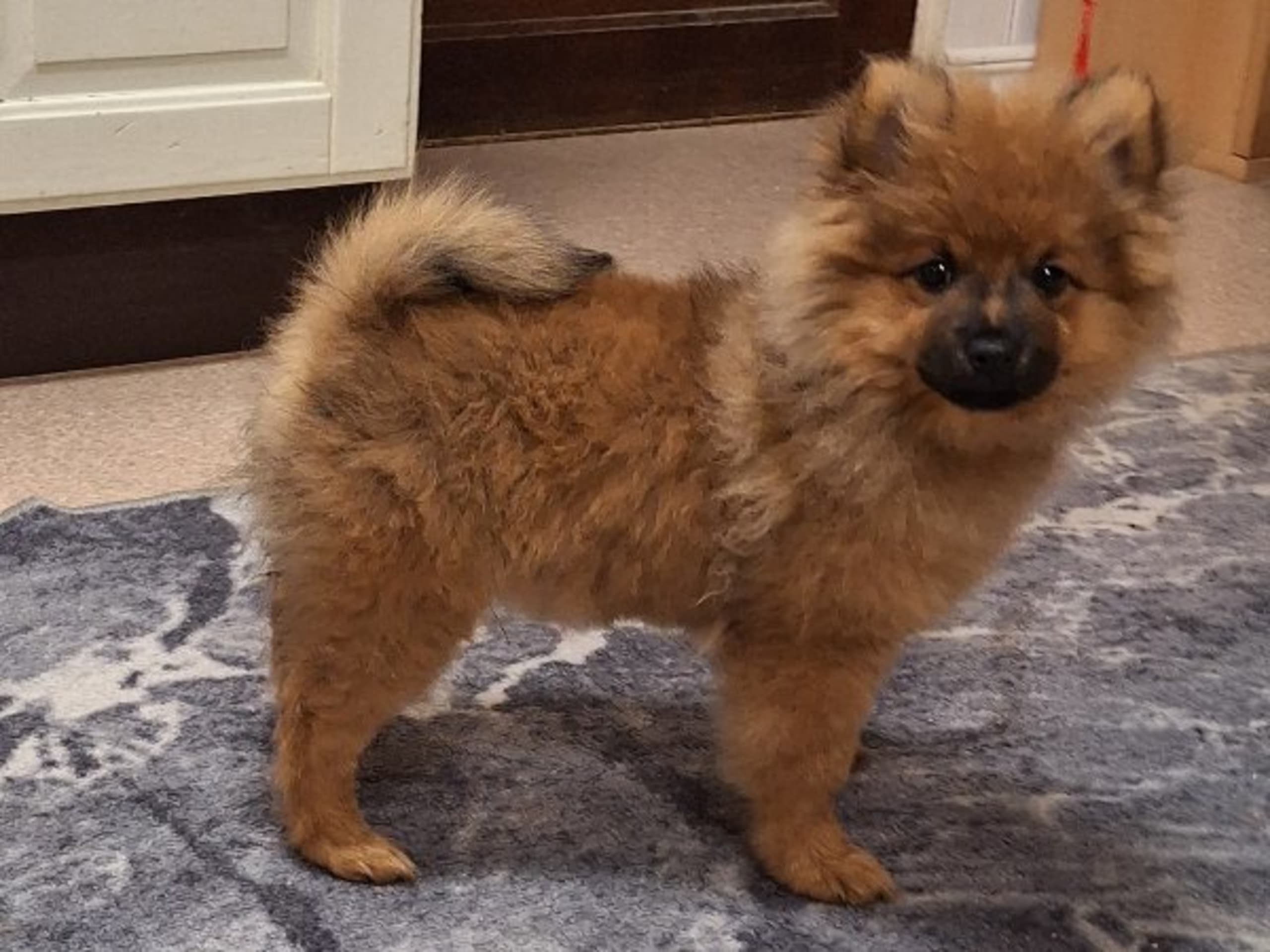 Tysk spets – mittelspitz