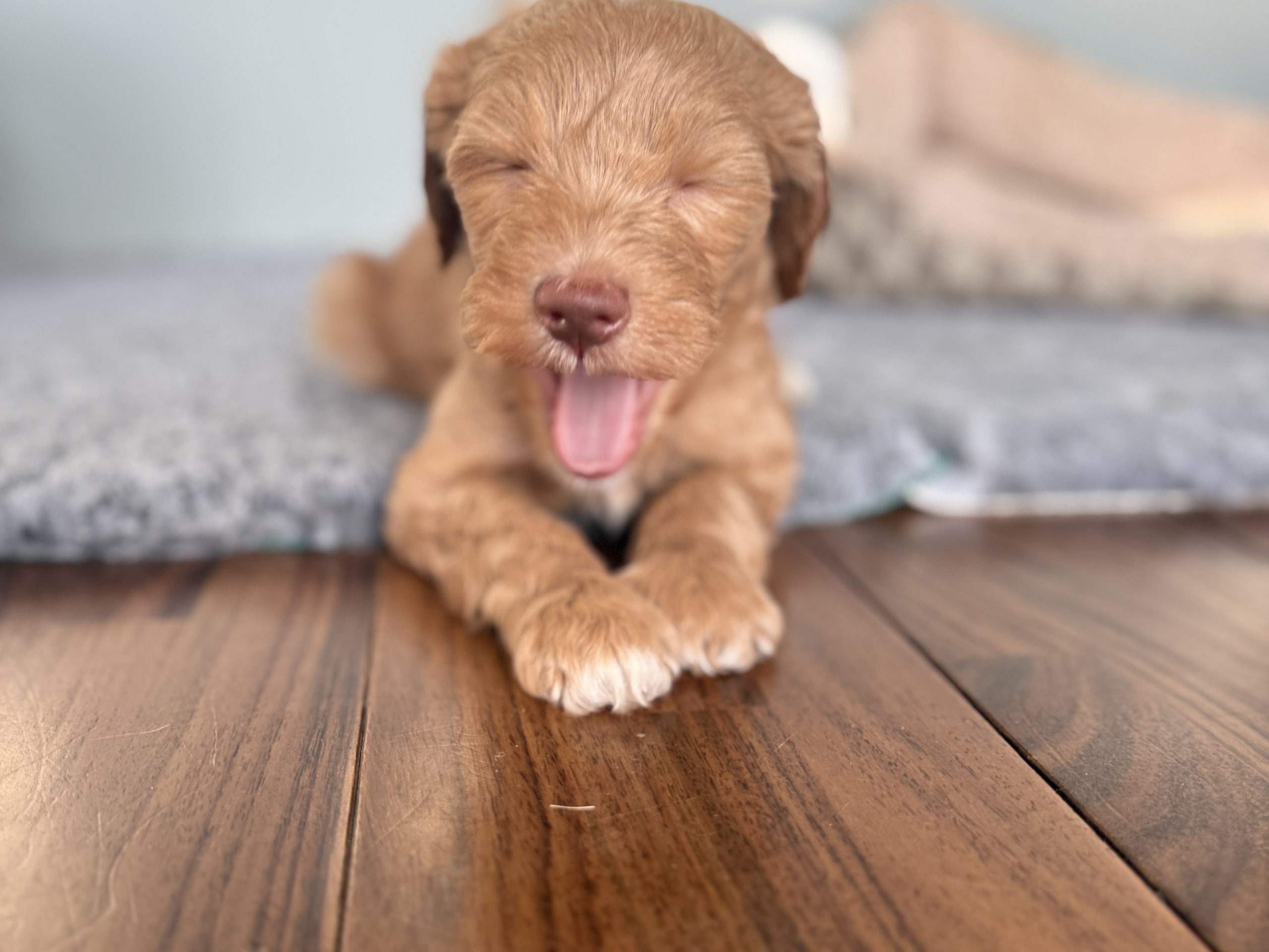 Labradoodle · Olofstorp · 101 Labradoodles