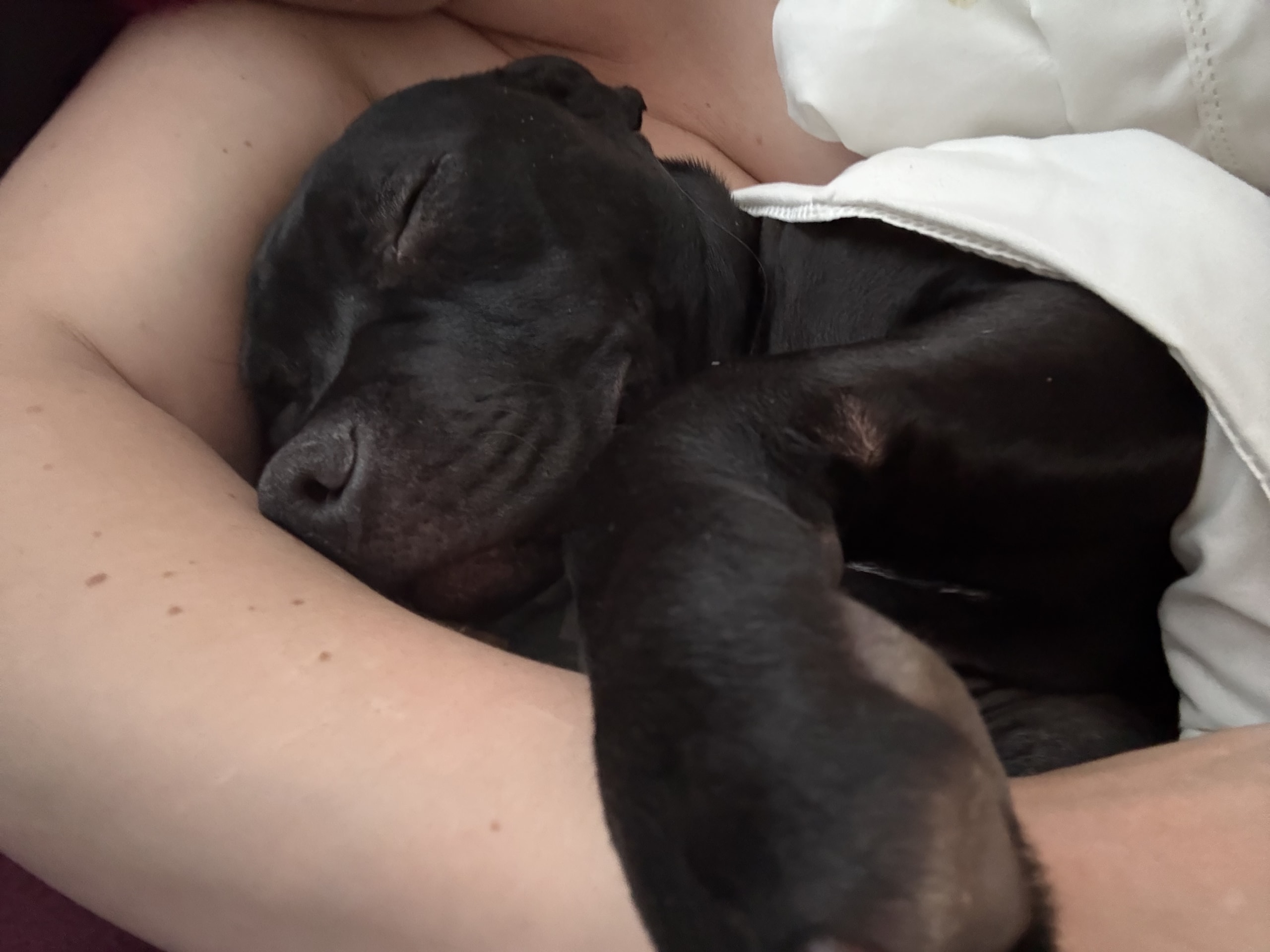 American Bully · 2025-08-25 · Klippan · Stefanie D.