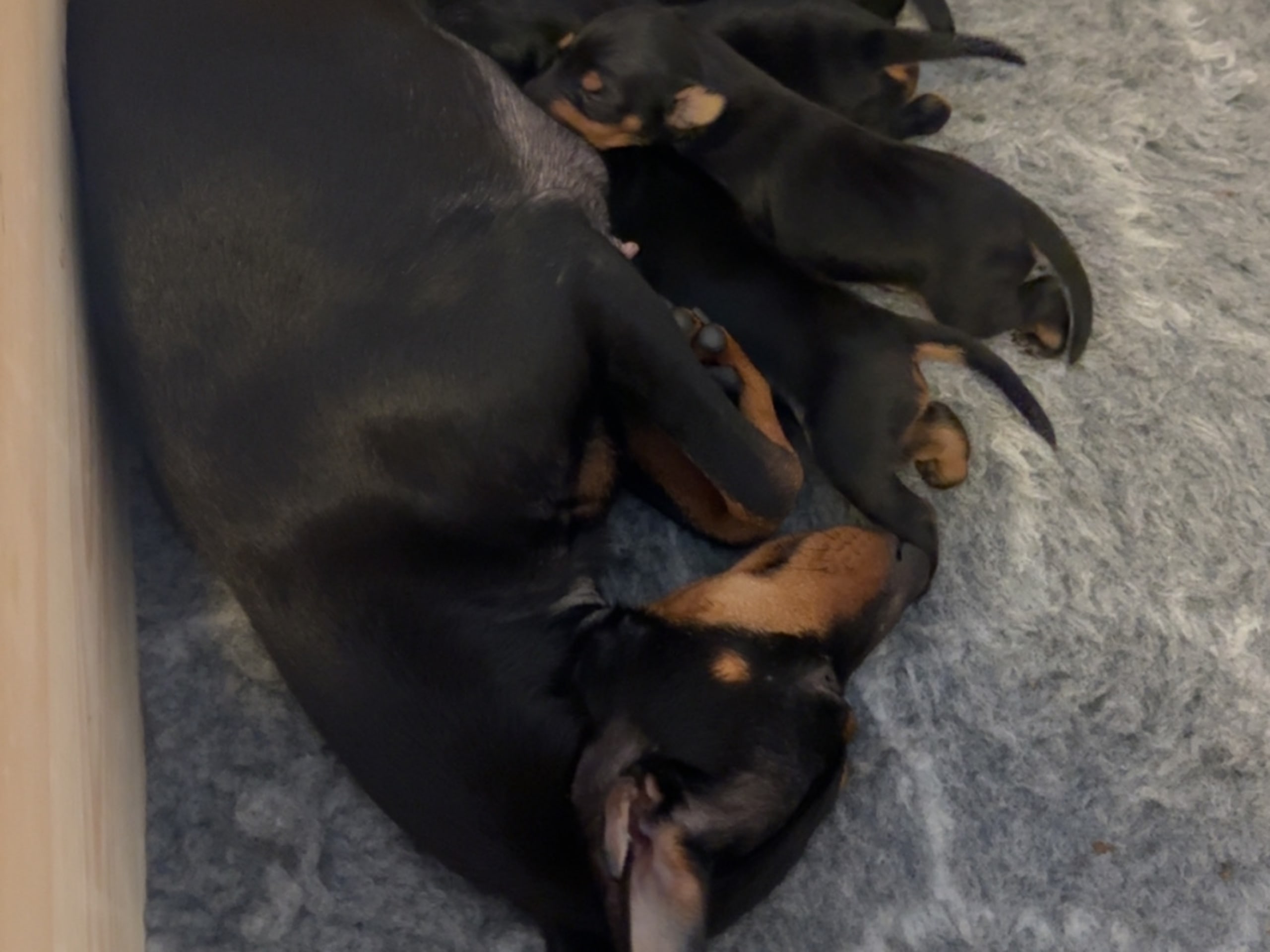 English Toy Terrier
