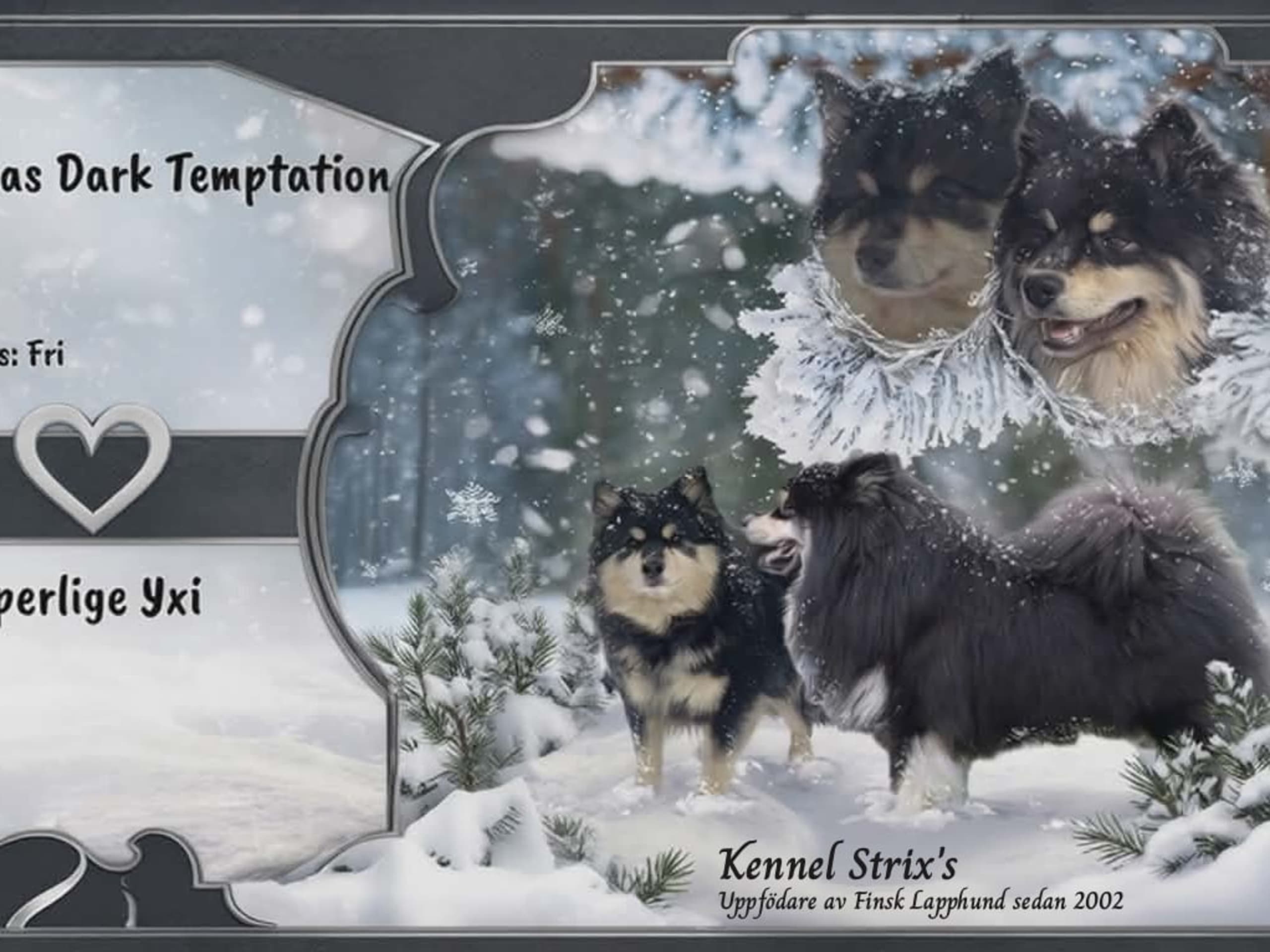 Finnish Lapphund · 2026-03-18 · Karlstad · Strix's