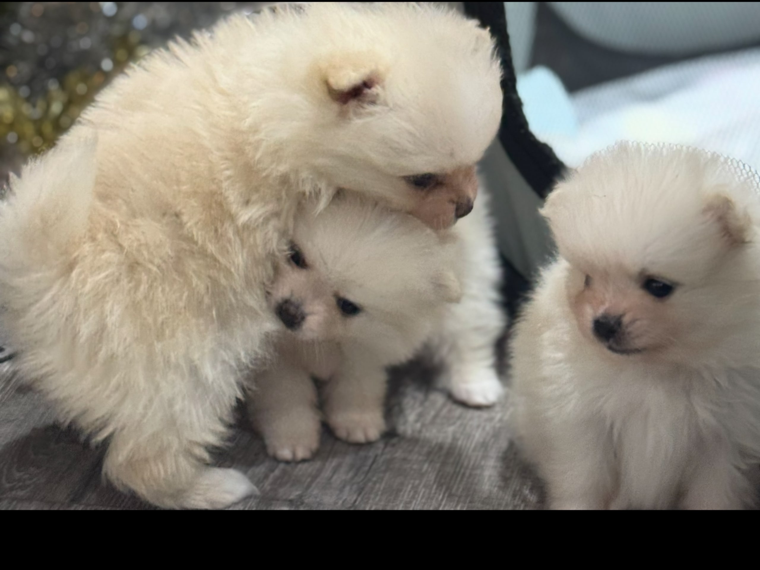 Pomeranian