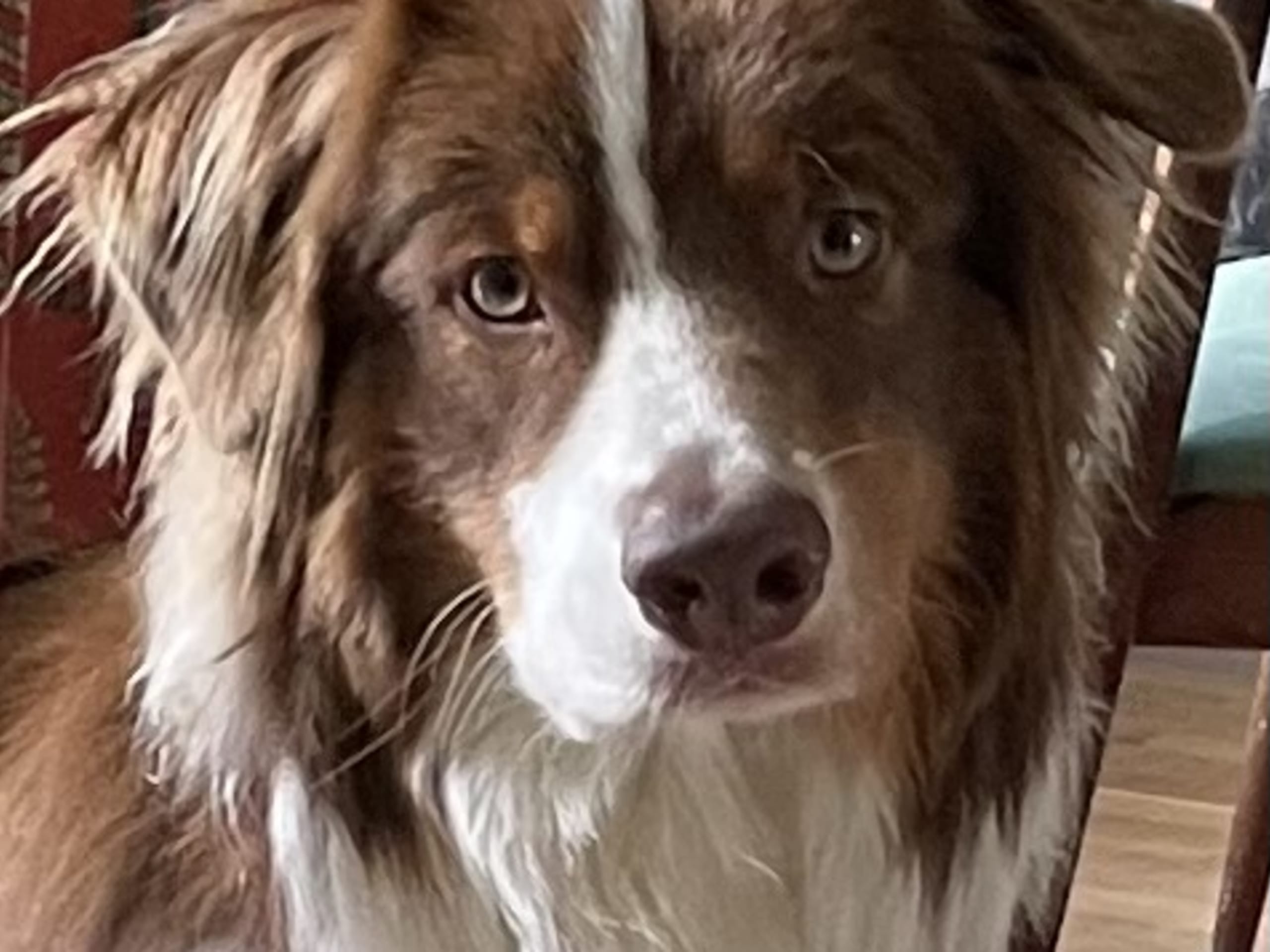 Australian Shepherd · 2022-05-17 · Lidingö · Christina P.