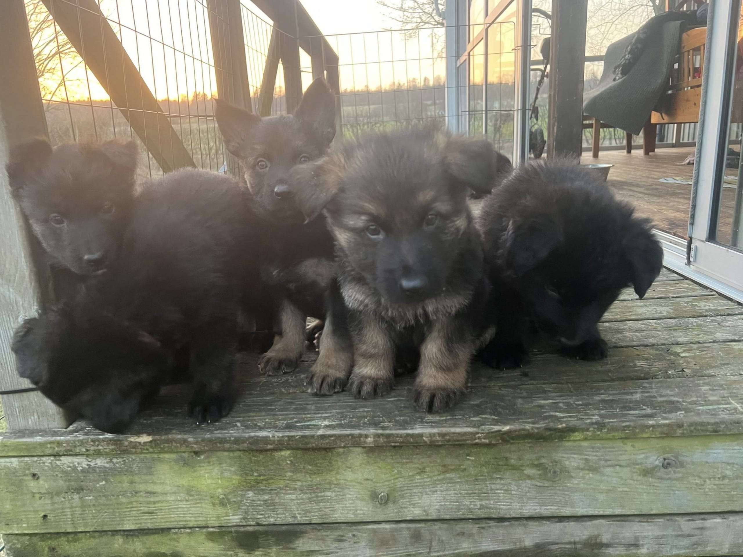 German Shepherd Dog · 2026-02-12 · Falkenberg · Karin M.