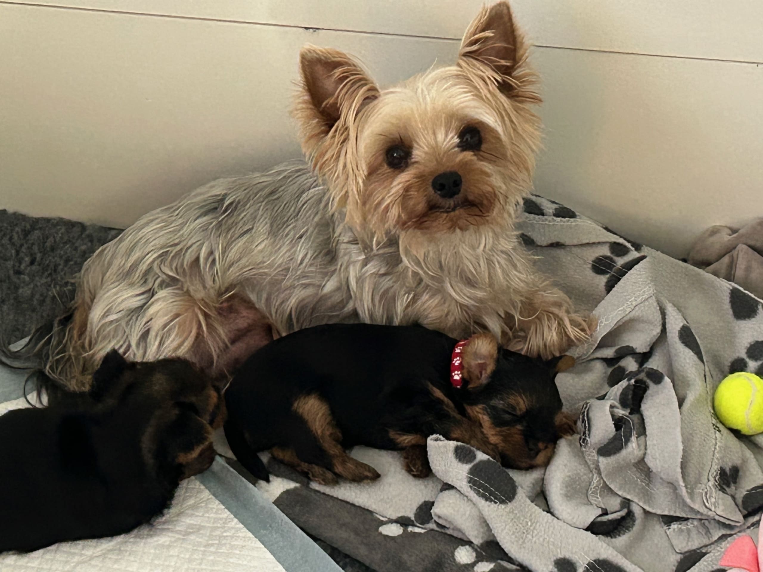 Yorkshireterrier · 2026-02-18 · Markaryd · Mount Yorkie